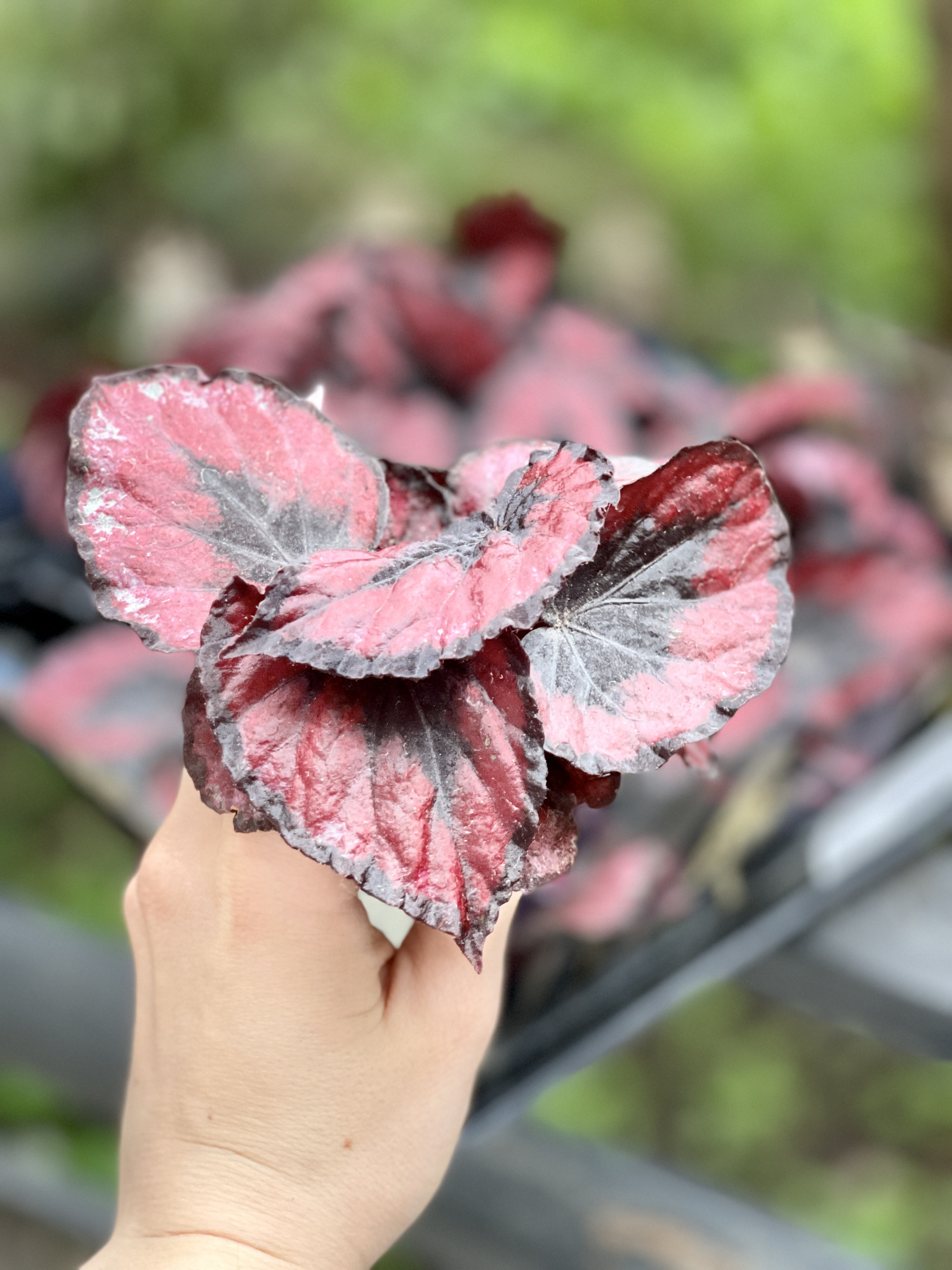 Бегония Красный Поцелуй, или Ред Кисс (Begonia Red Kiss) D6см