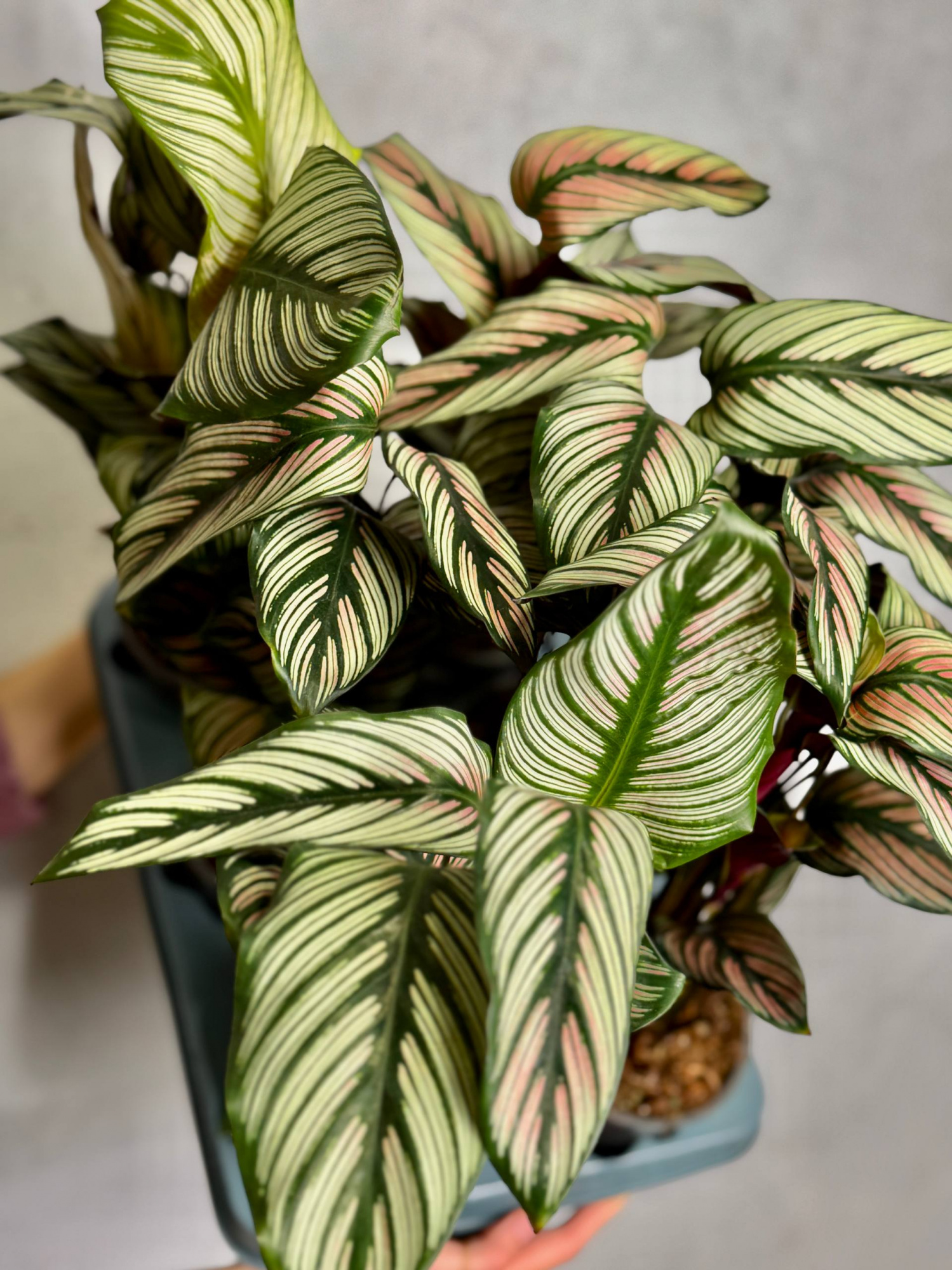 Калатея Витатта (Calathea Species Vittata) D12см