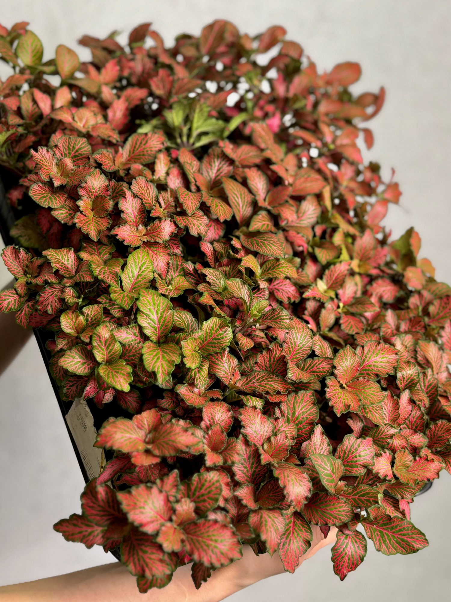 Фиттония Ред Мэджик (Fittonia Red Magic) D8,5см
