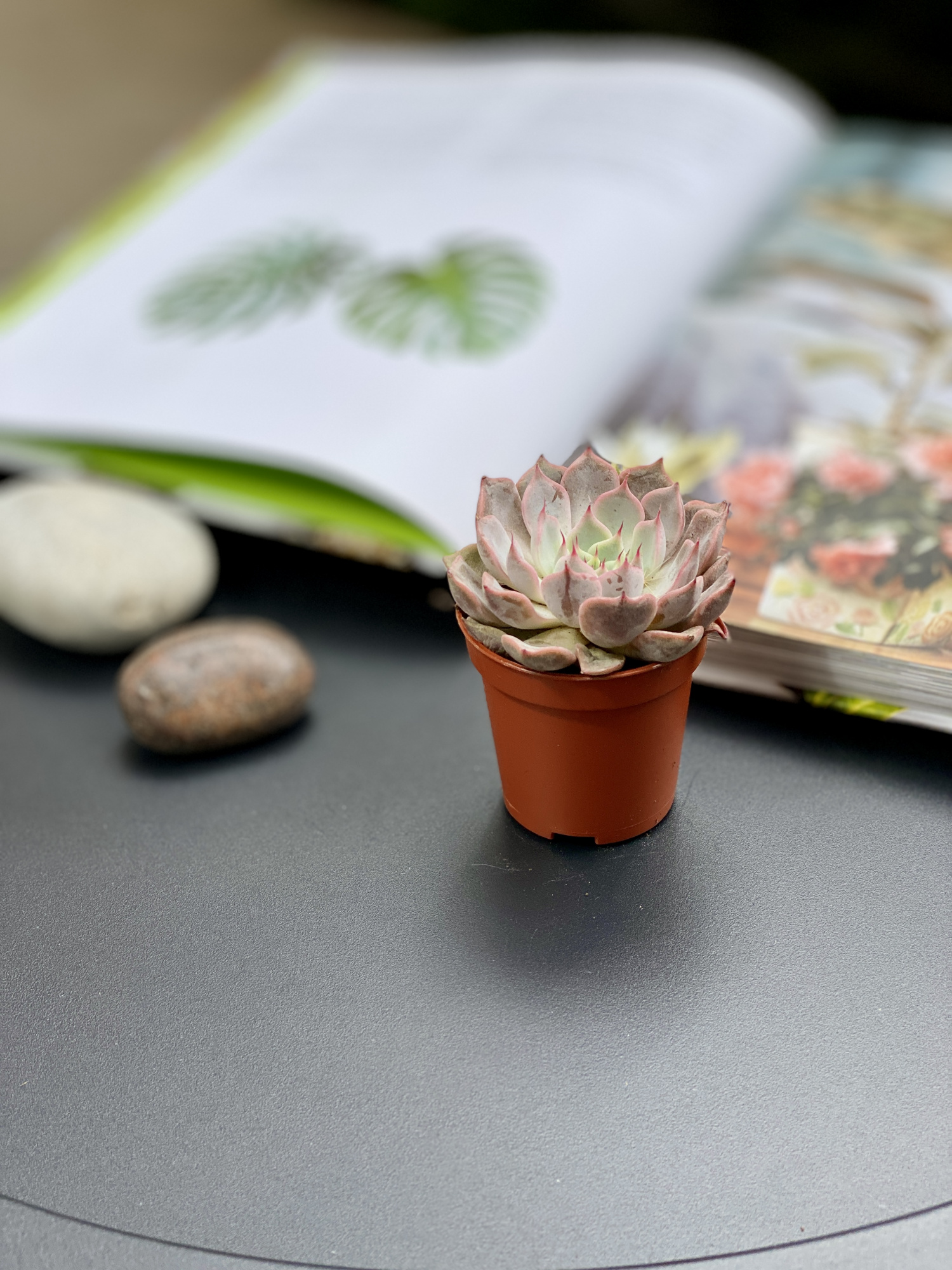 Эхеверия Розеа (Echeveria Rosea) D5см