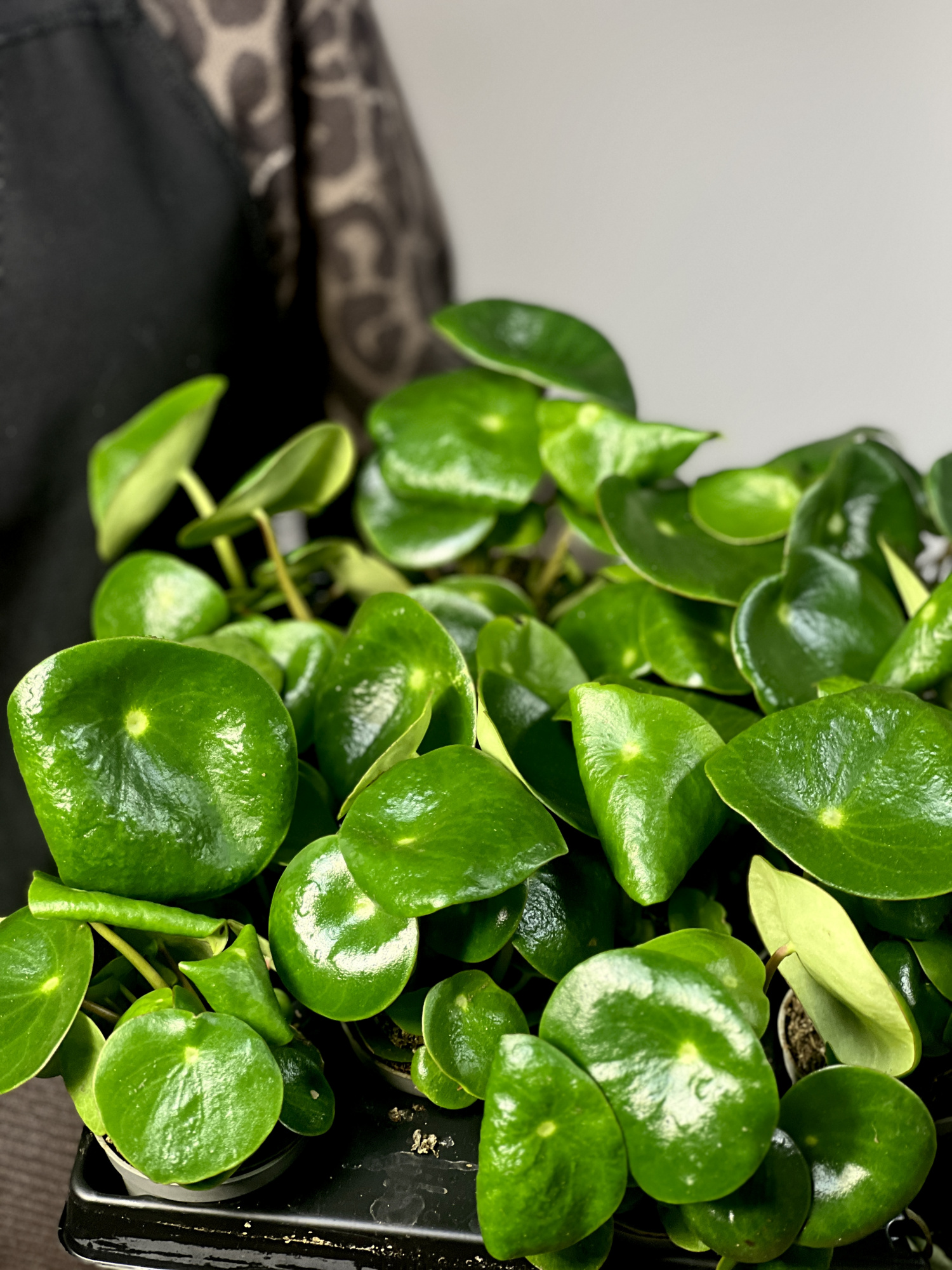 Пеперомия Рейндроп (Peperomia Polybotrya Raindrop) D6см