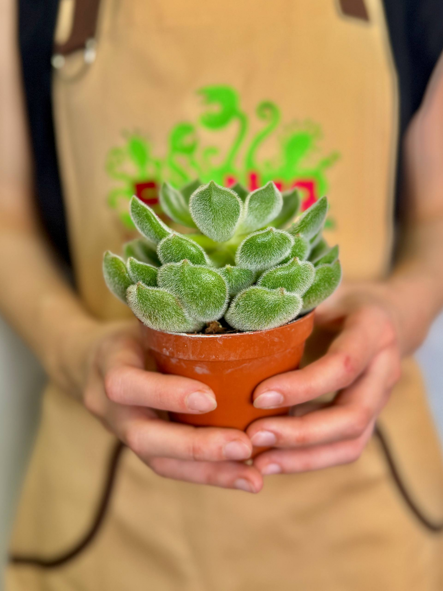 Эхеверия Сетоза Щетинистая (Echeveria Setosa) D8,5см