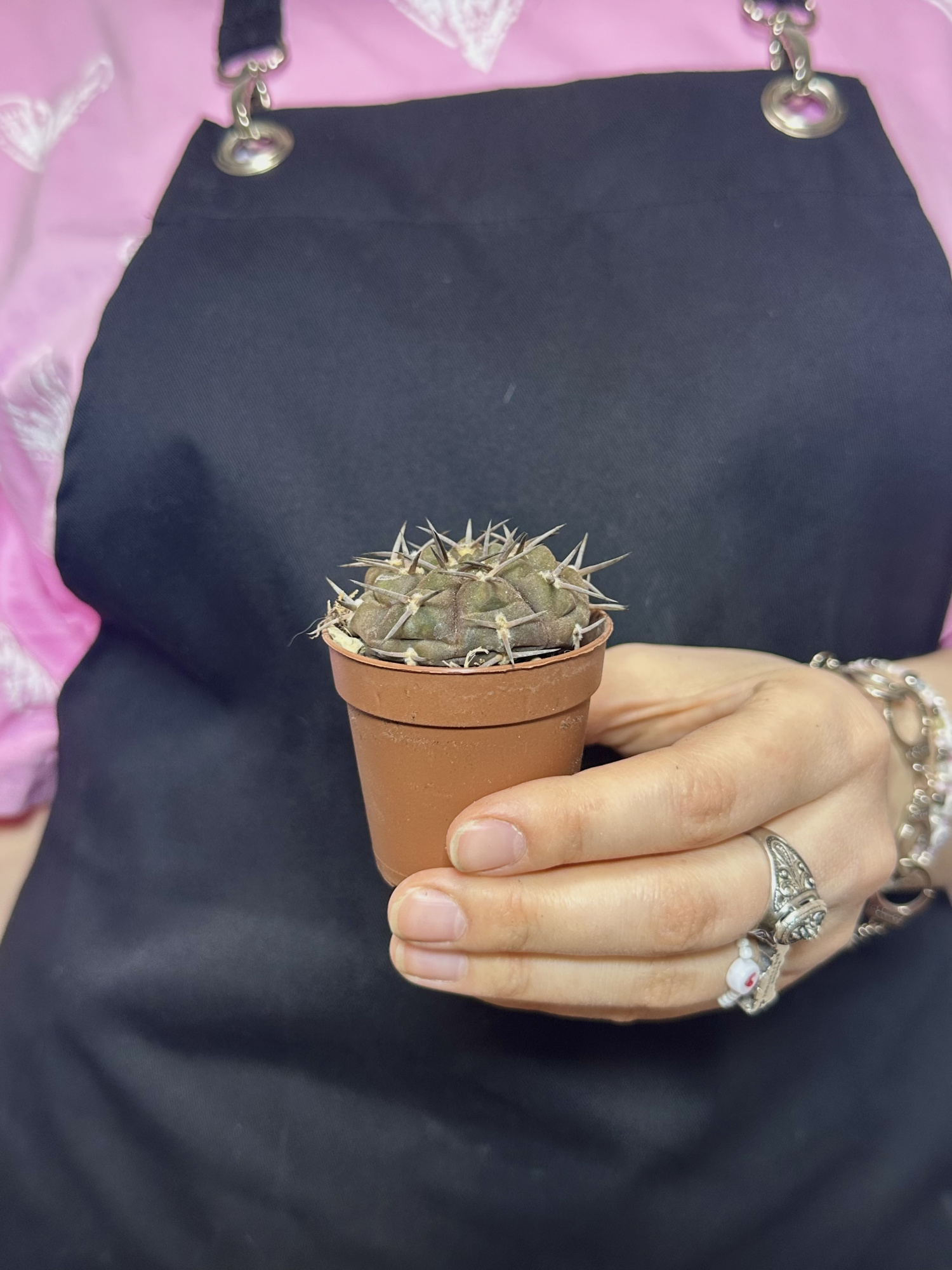 Гимнокалициум Борти Ноголенсе (Gymnocalycium Borthii Nogolense) D5см