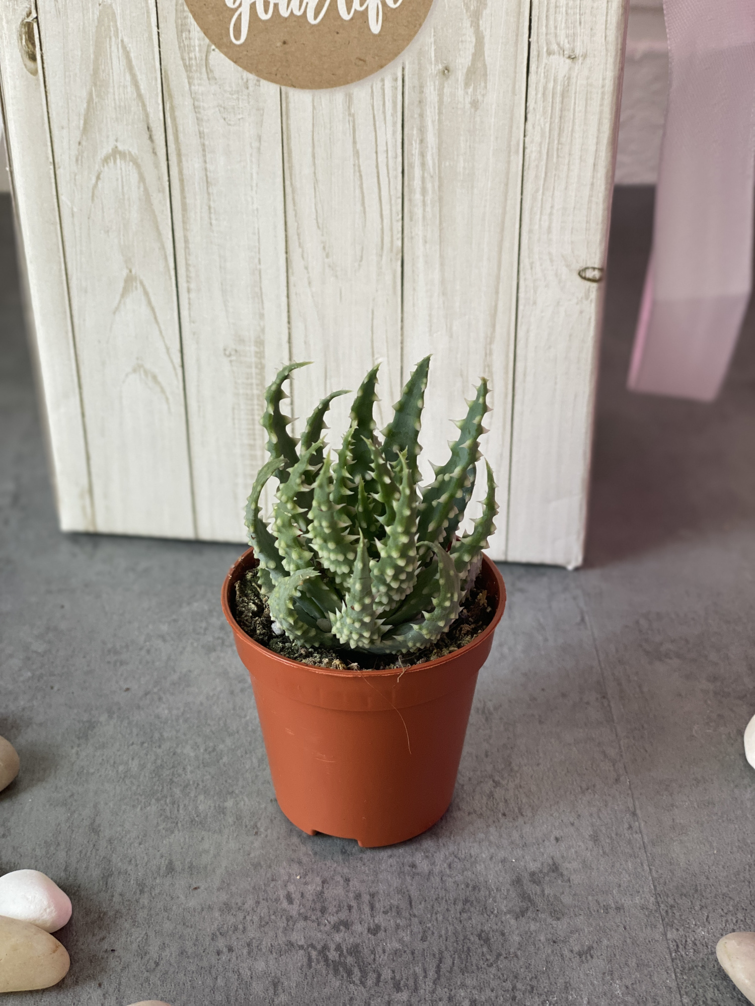 Алоэ Хумилис, или Приземистое (Aloe Humulis) D5см