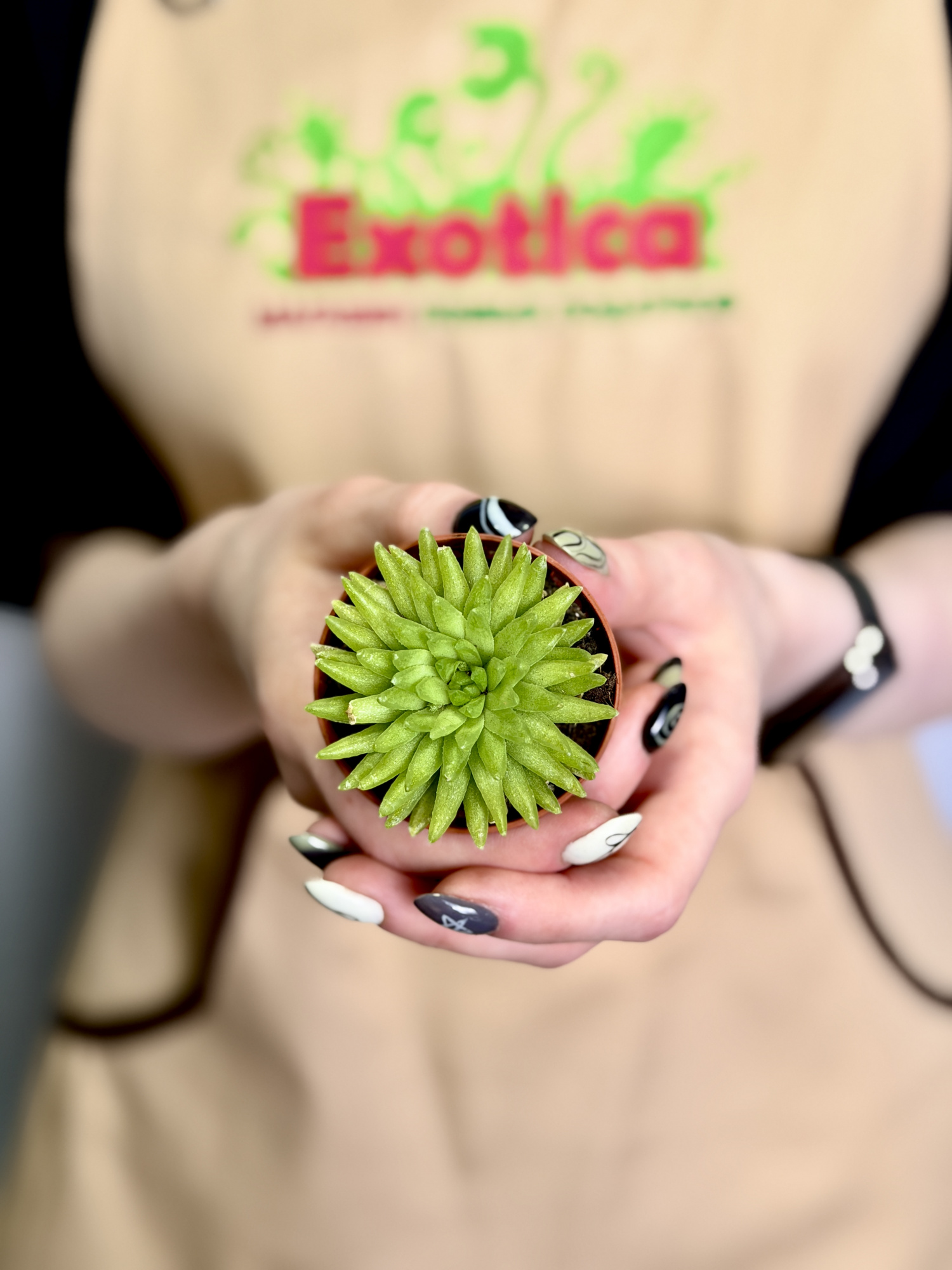 Хавортия Кикухигаса (Haworthia Kikuhigasa) D5см