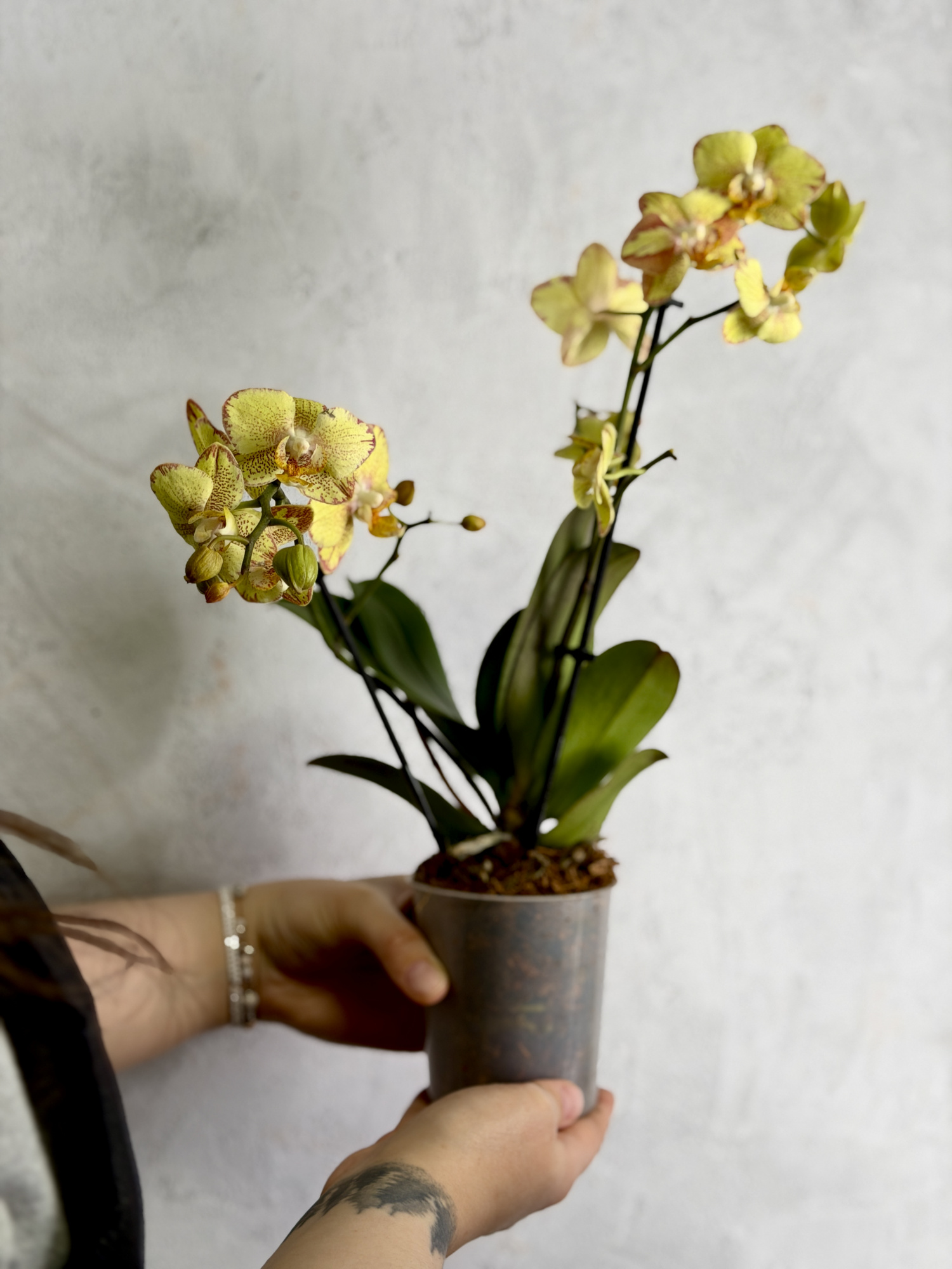 Фаленопсис Мини Золотой Леопардовый (Phalaenopsis Golden Leopard) D9см