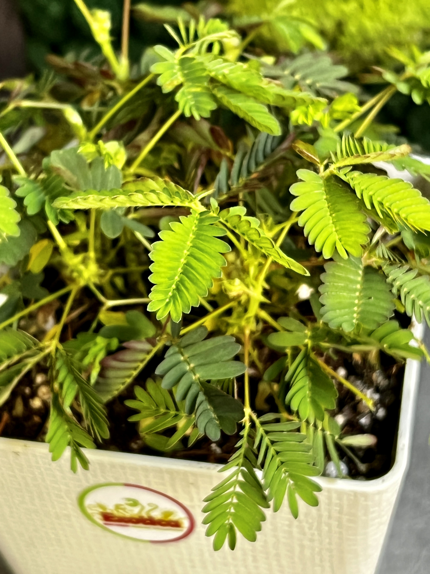 Стыдливая мимоза (Mimosa Pudica) пересаженная D12см