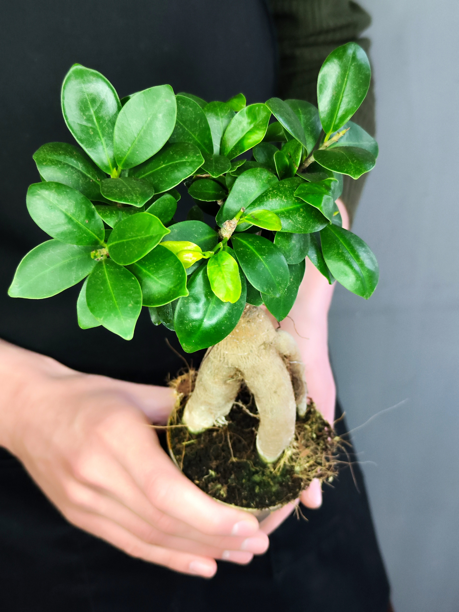 Фикус Микрокарпа (Ficus Microcarpa) D9см