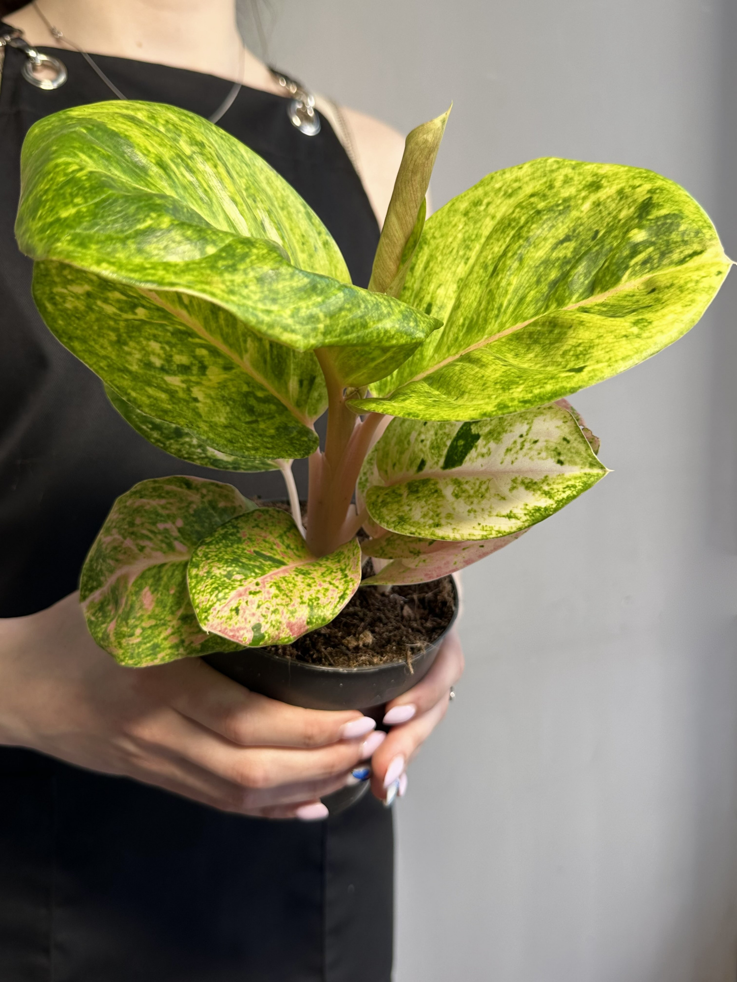 Аглаонема Эпл Фэнтези (Aglaonema Apple Fantasy) D12см