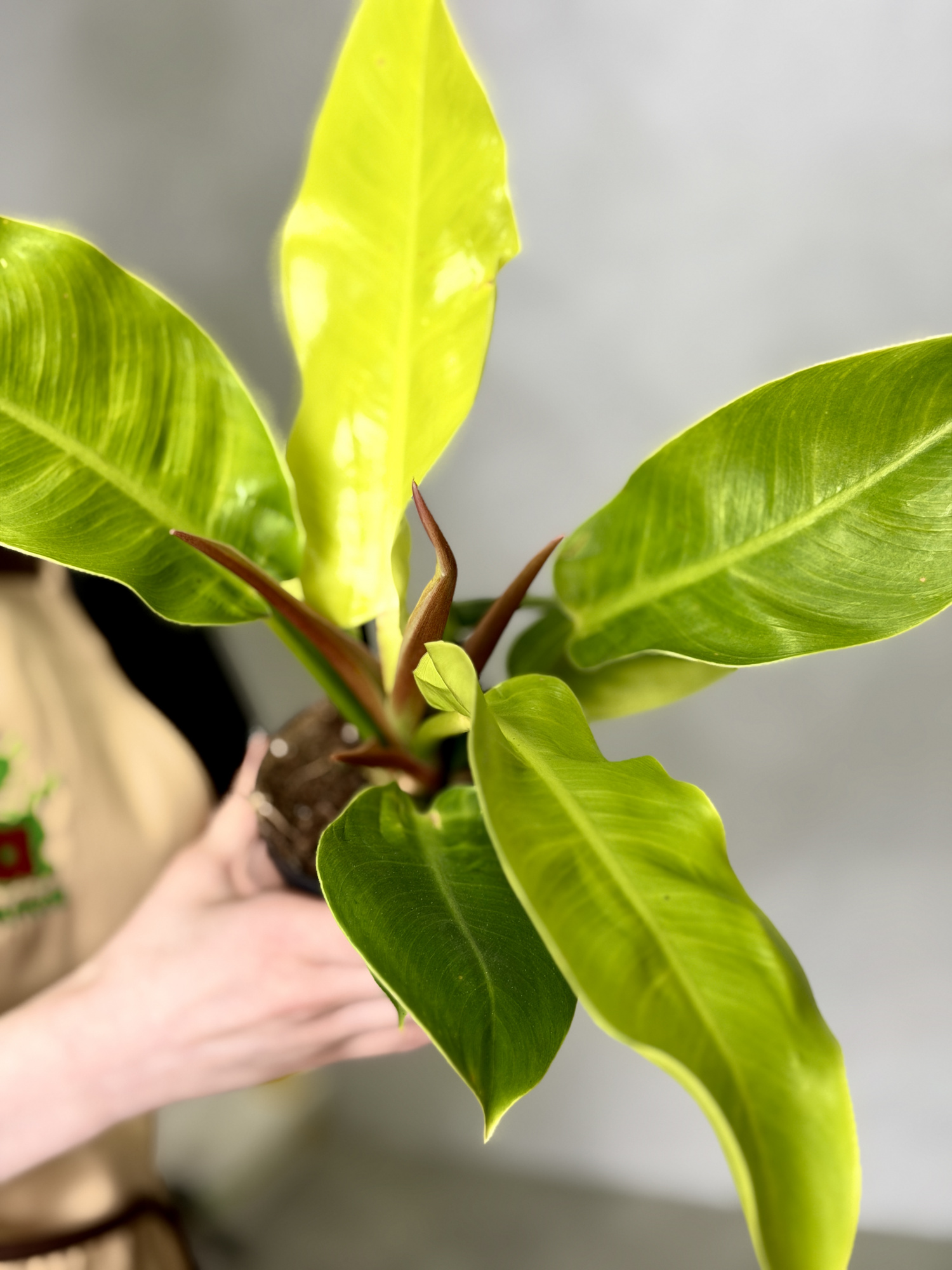 Филодендрон Мунлайт (Philodendron Moonlight) D12см