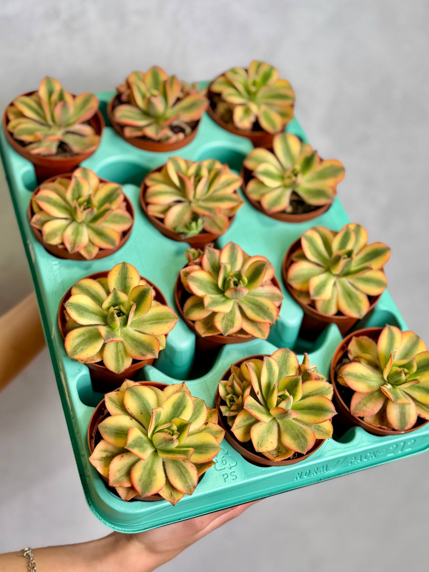 Эониум Старберст (Aeonium Starburst) D8,5см