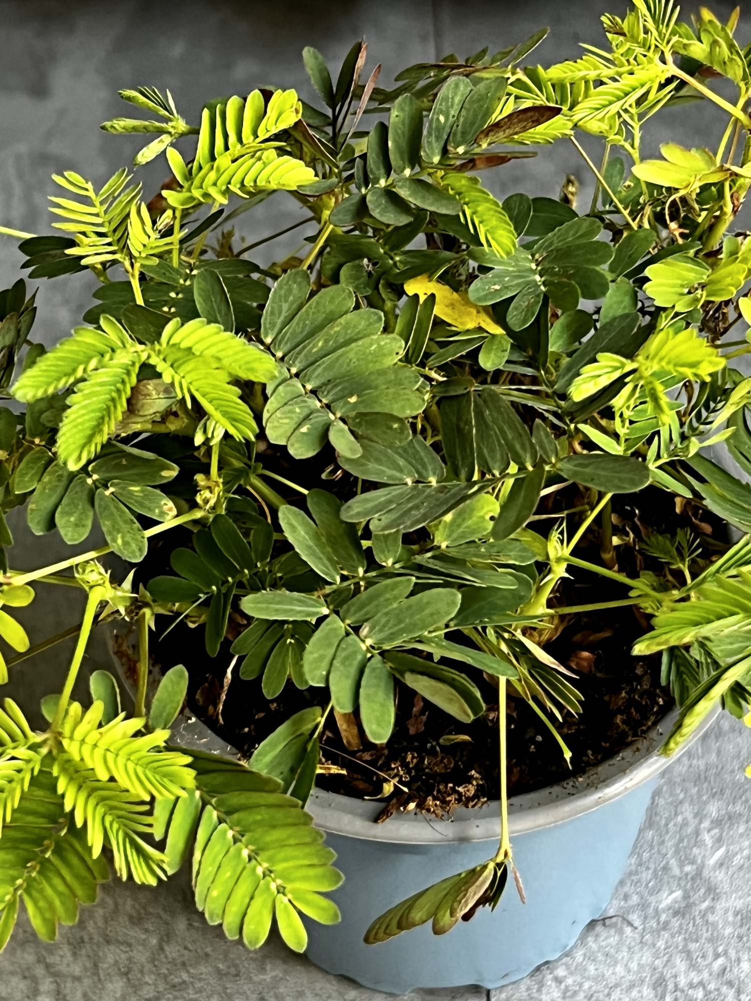 Стыдливая Мимоза (Mimosa Pudica) D9см