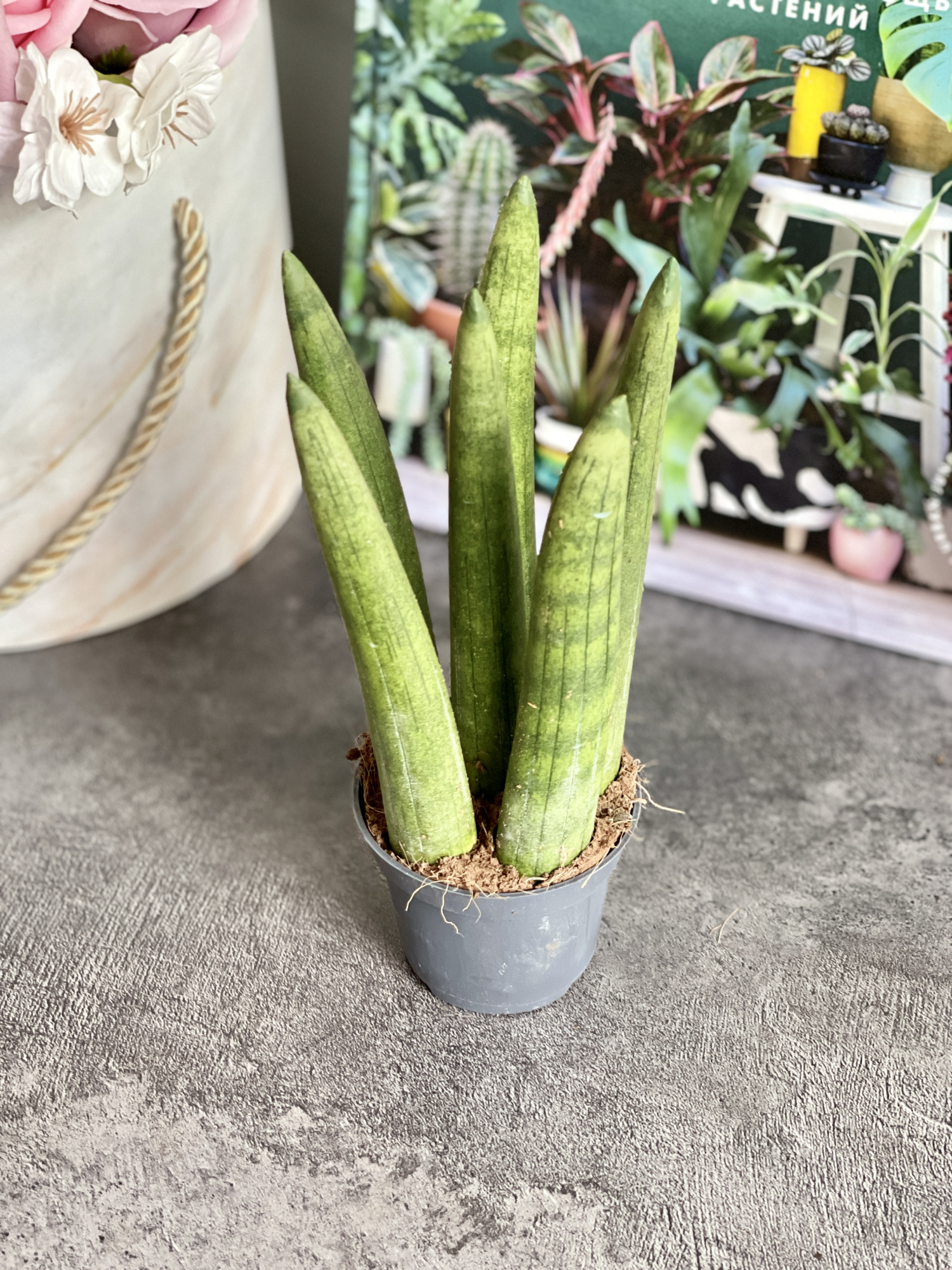 Сансевиерия Цилиндрика Стрейт (Sansevieria Cylindrica Straight) D6см