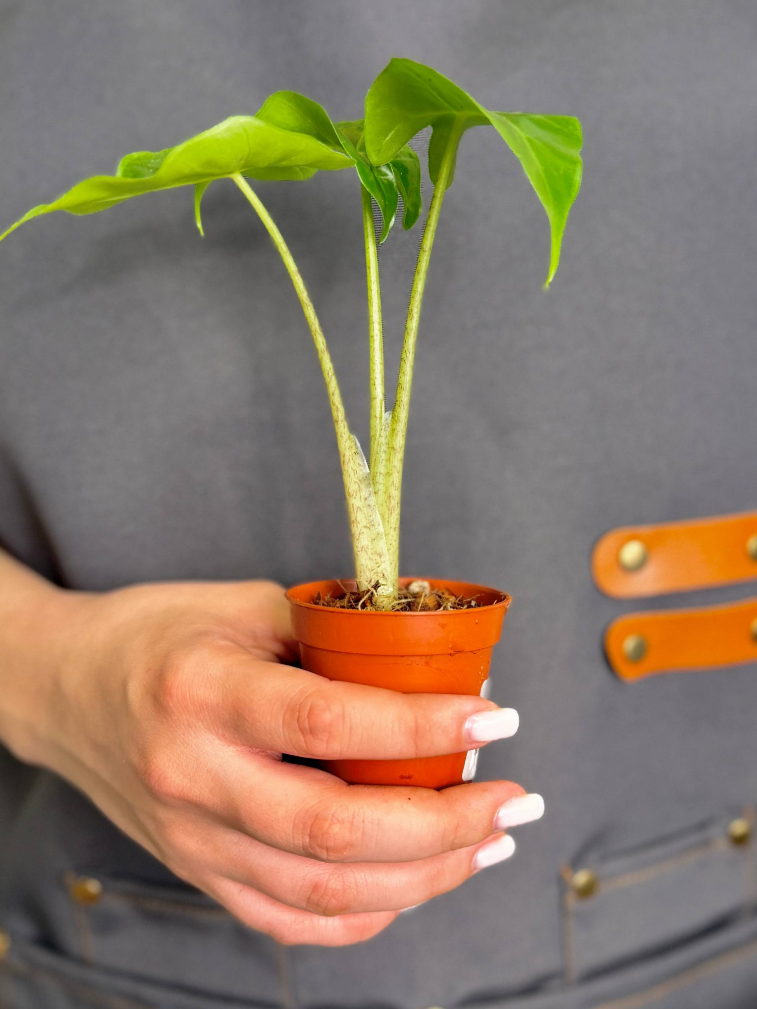 Алоказия Портора, или Портодора (Alocasia Portora) D6см