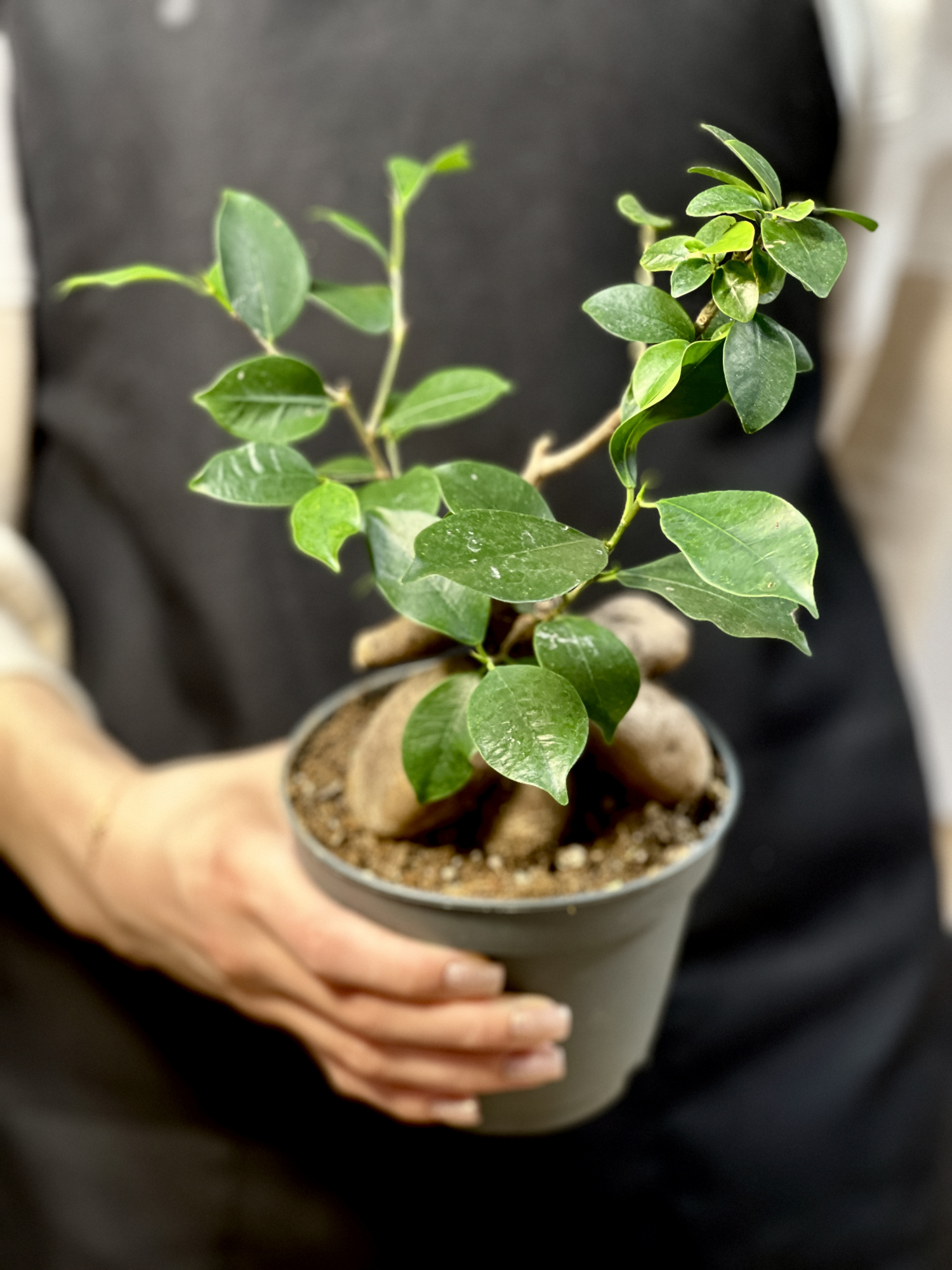 Бонсай Фикус микрокарпа (Ficus microcarpa) D11см (уцененный)