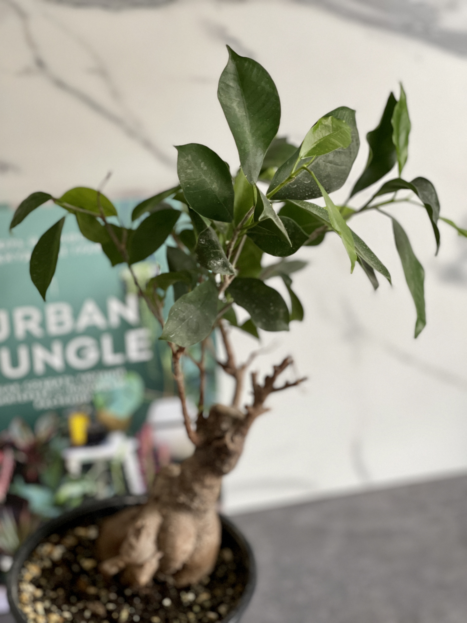 Бонсай Фикус микрокарпа (Ficus microcarpa) D15см (уцененный)