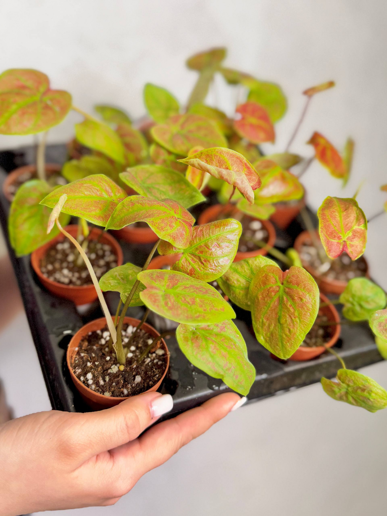 Каладиум Биколор Нью Вейв (Caladium Bicolor New Wave) D6см