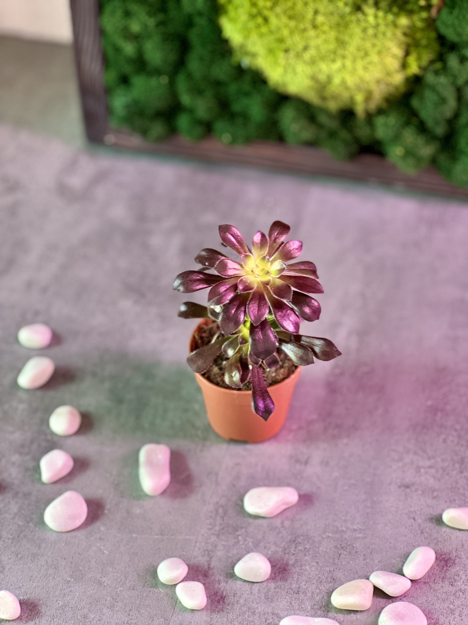 Эониум Арбореум (Aeonium Arboreum) D5см