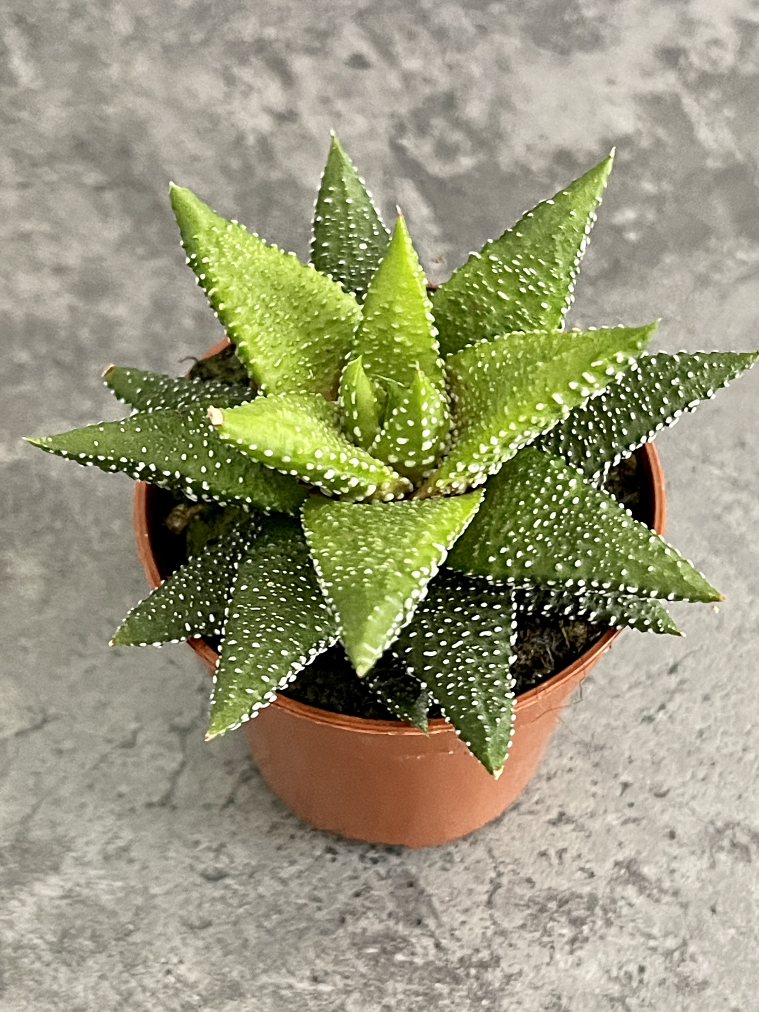 Хавортия Энон  (Haworthia Enon) D5см