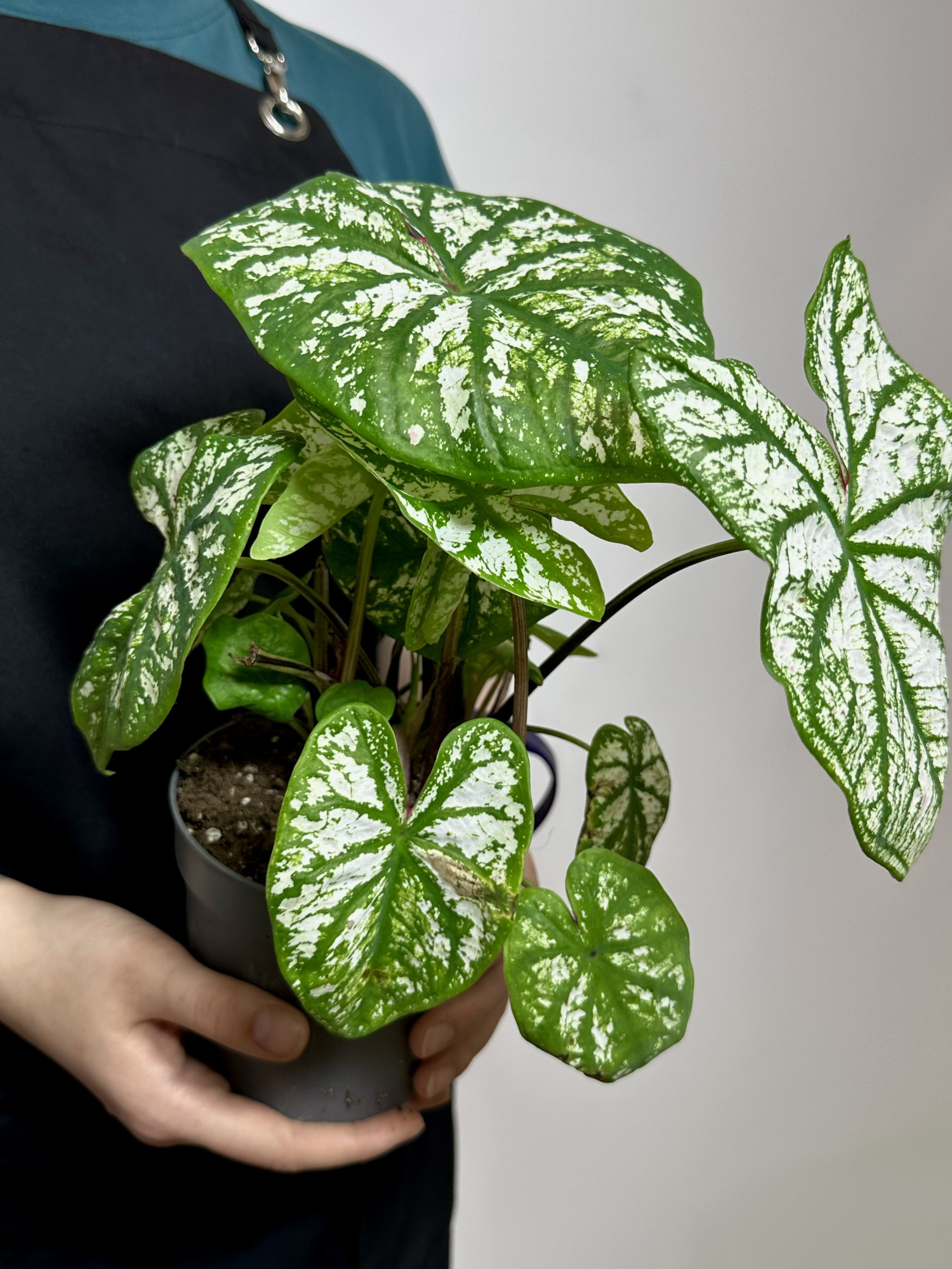 Каладиум Вайт Кристмас, или Белое Рождество (Caladium White Christmas) D12см