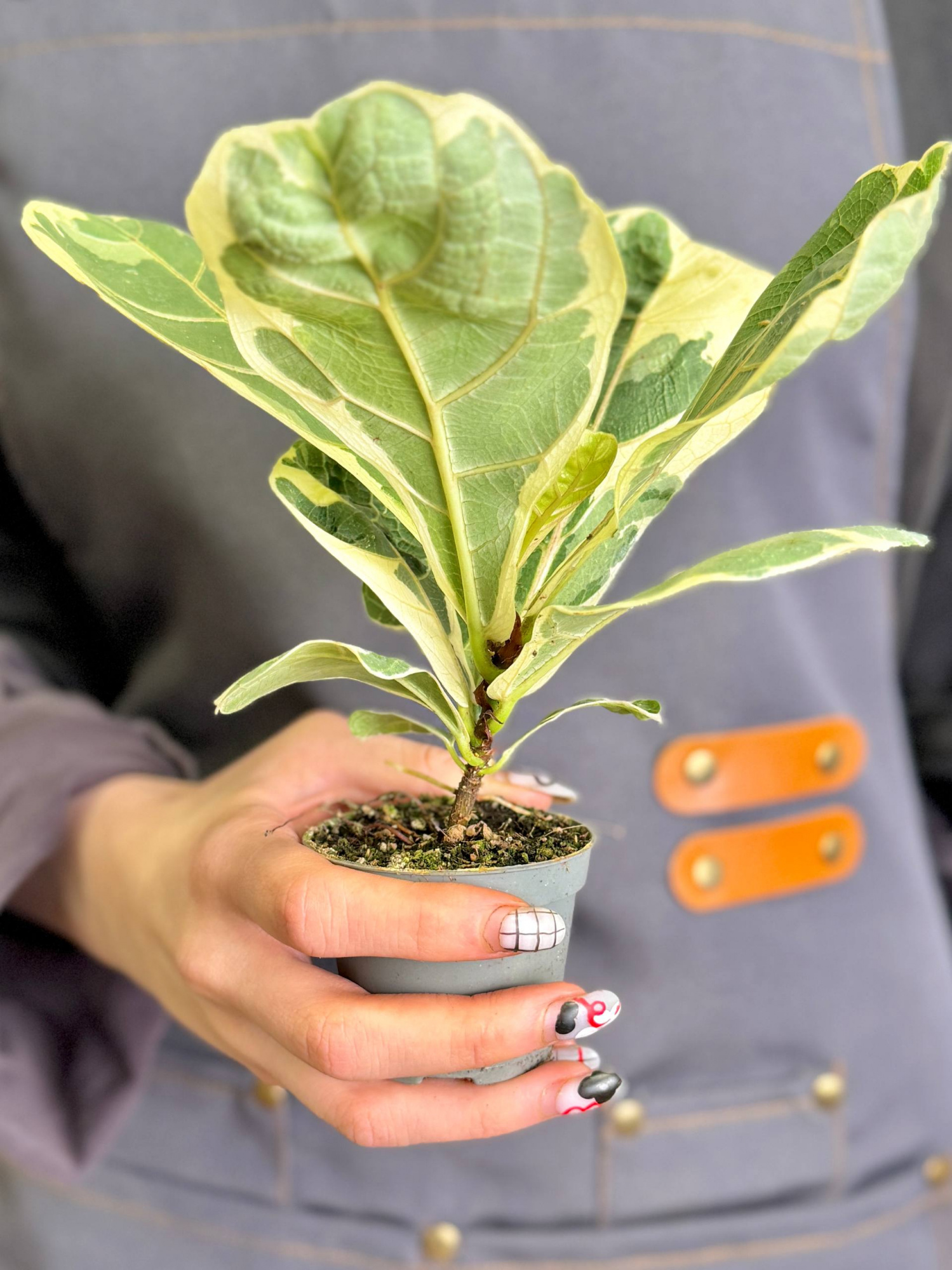 Фикус Лирата Вариегатная (Ficus Lyrata Variegata) D6см