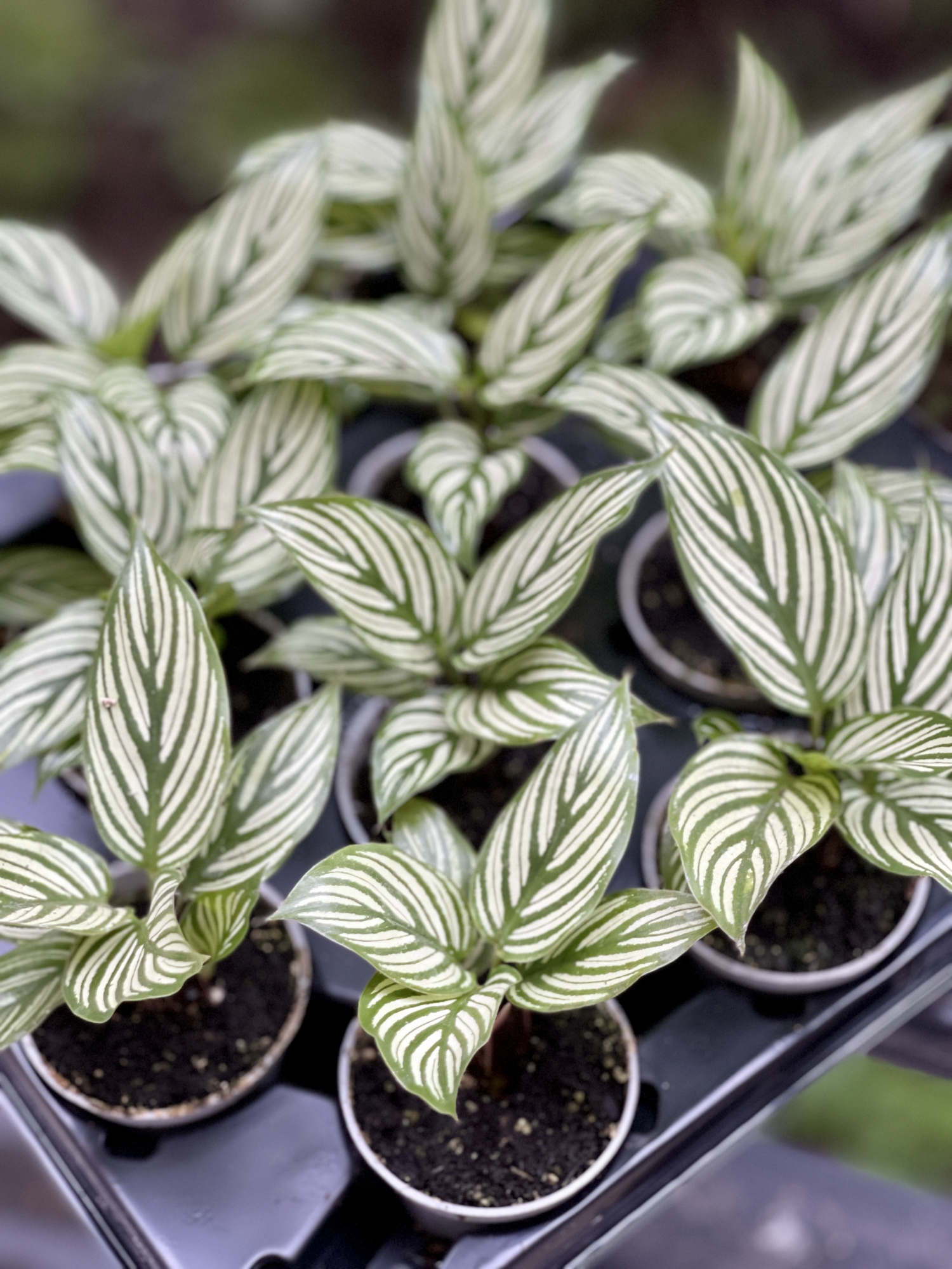Калатея Витатта (Calathea Species Vittata) D6см