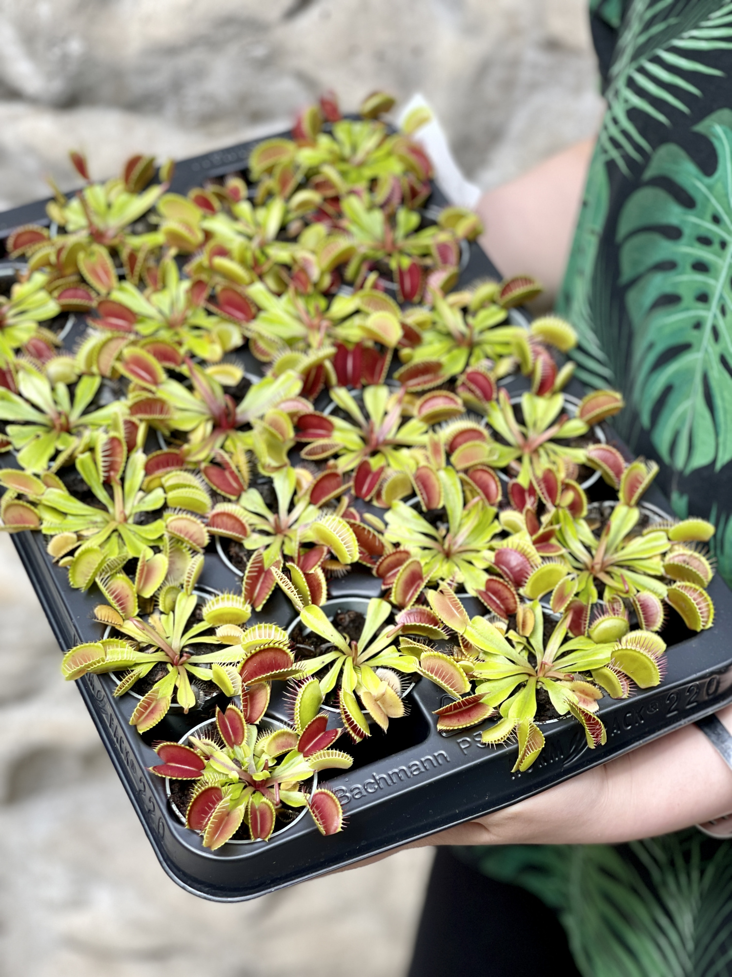 Венерина Мухоловка Малютка (Dionaea Muscipula) D6см