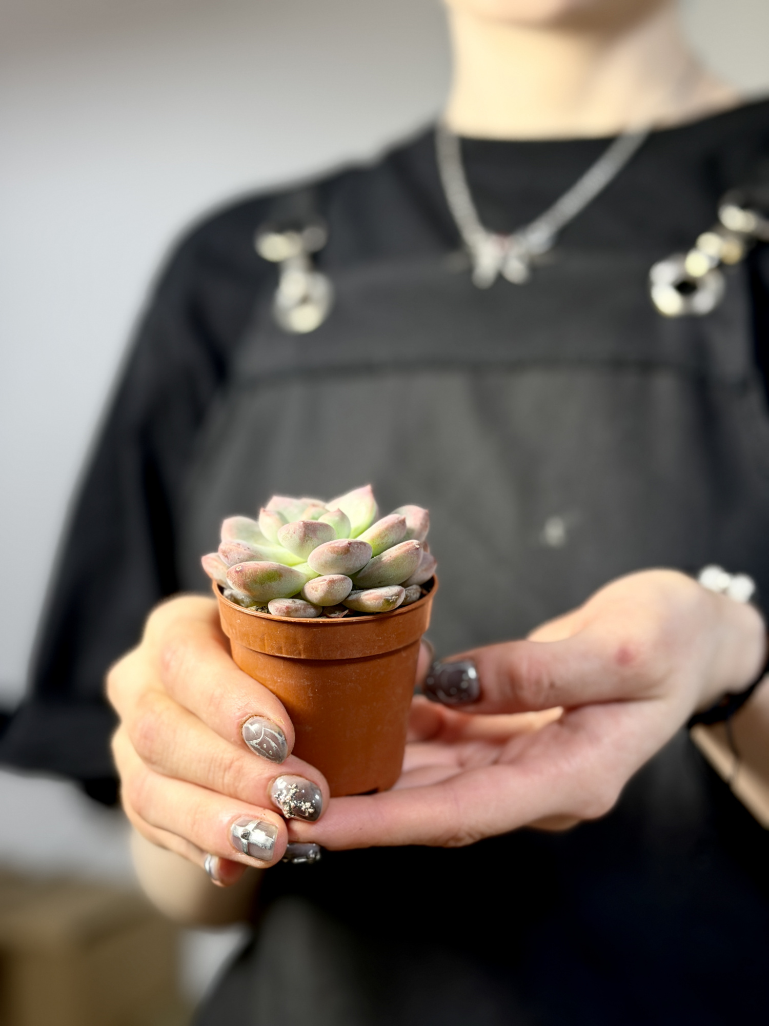 Эхеверия Монро (Echeveria Monroe) D5см