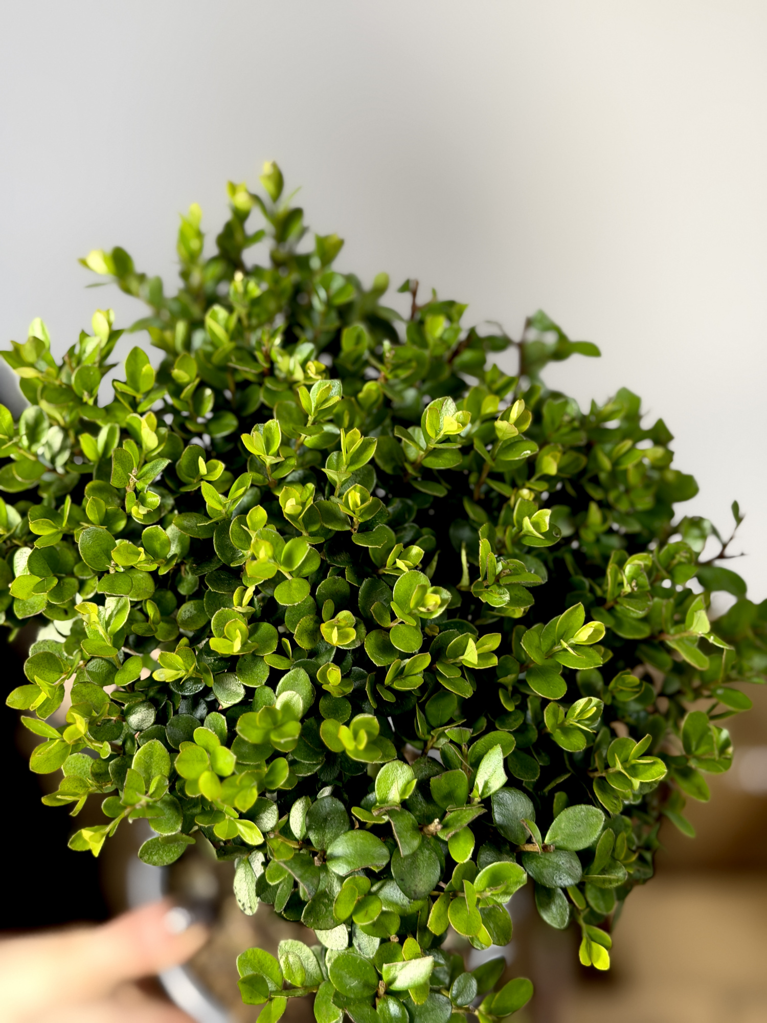 Мирсина Африканская (Myrsine Africana) D14см