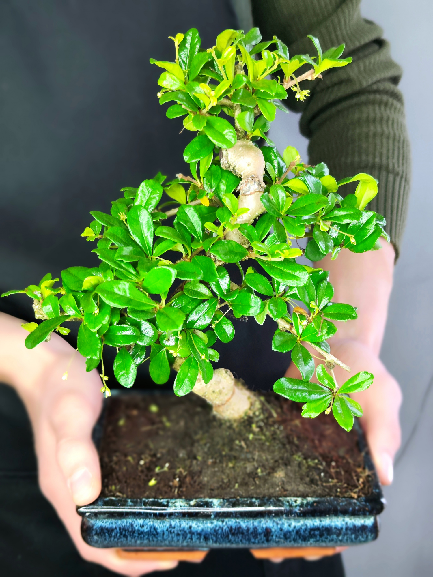 Бонсай Кармона Мелколистная (Carmona Microphylla) D20см