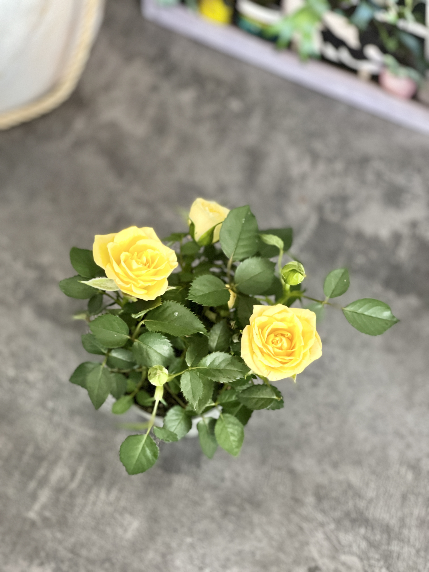 Роза Даника комнатная желтая (Rosa Danica "Yellow") D6см