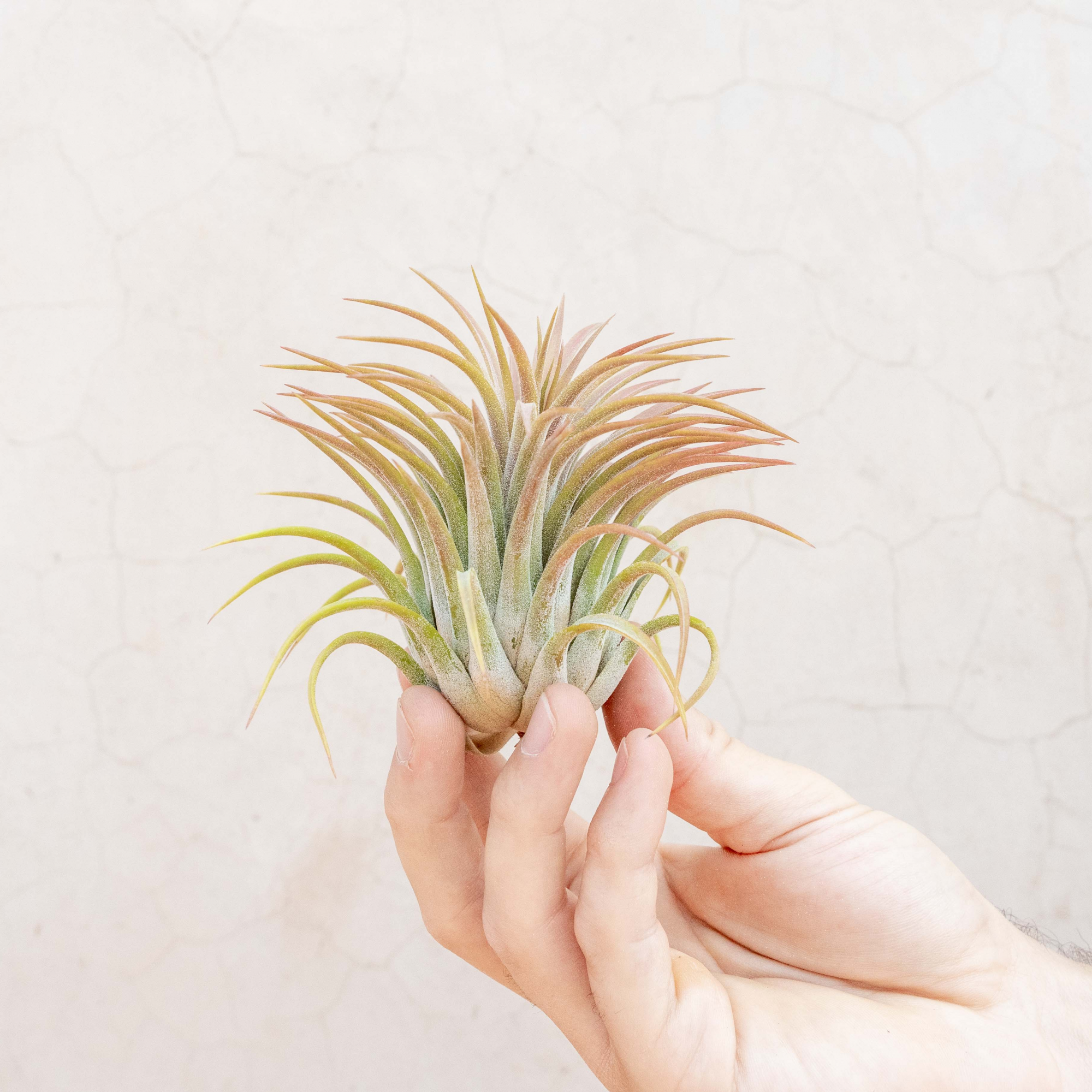 Тилландсия Ионанта Красная XL (Tillandsia Ionantha Red)