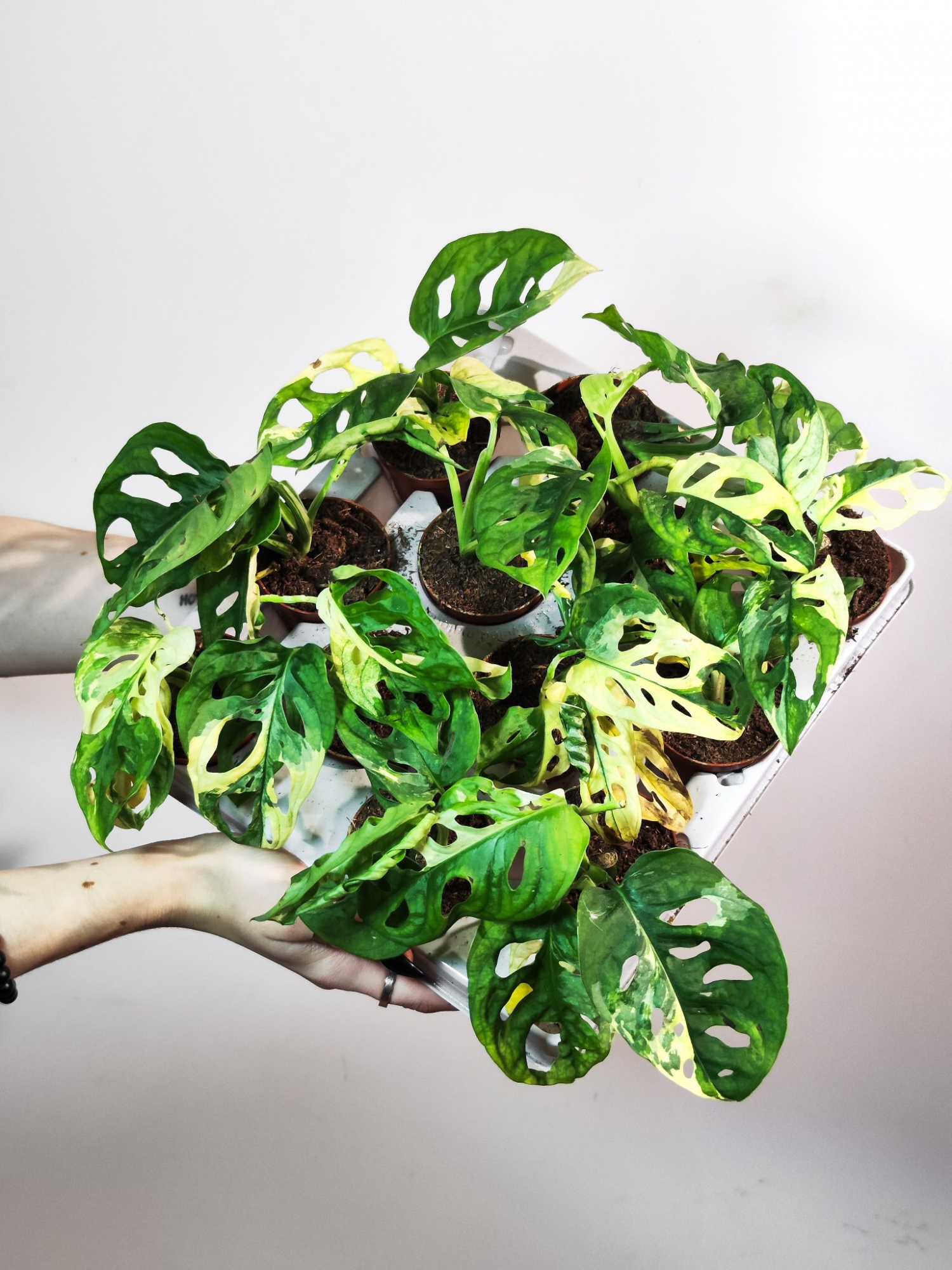 Монстера Адансона Вариегатная (Monstera Adansonii Variegata) D6см