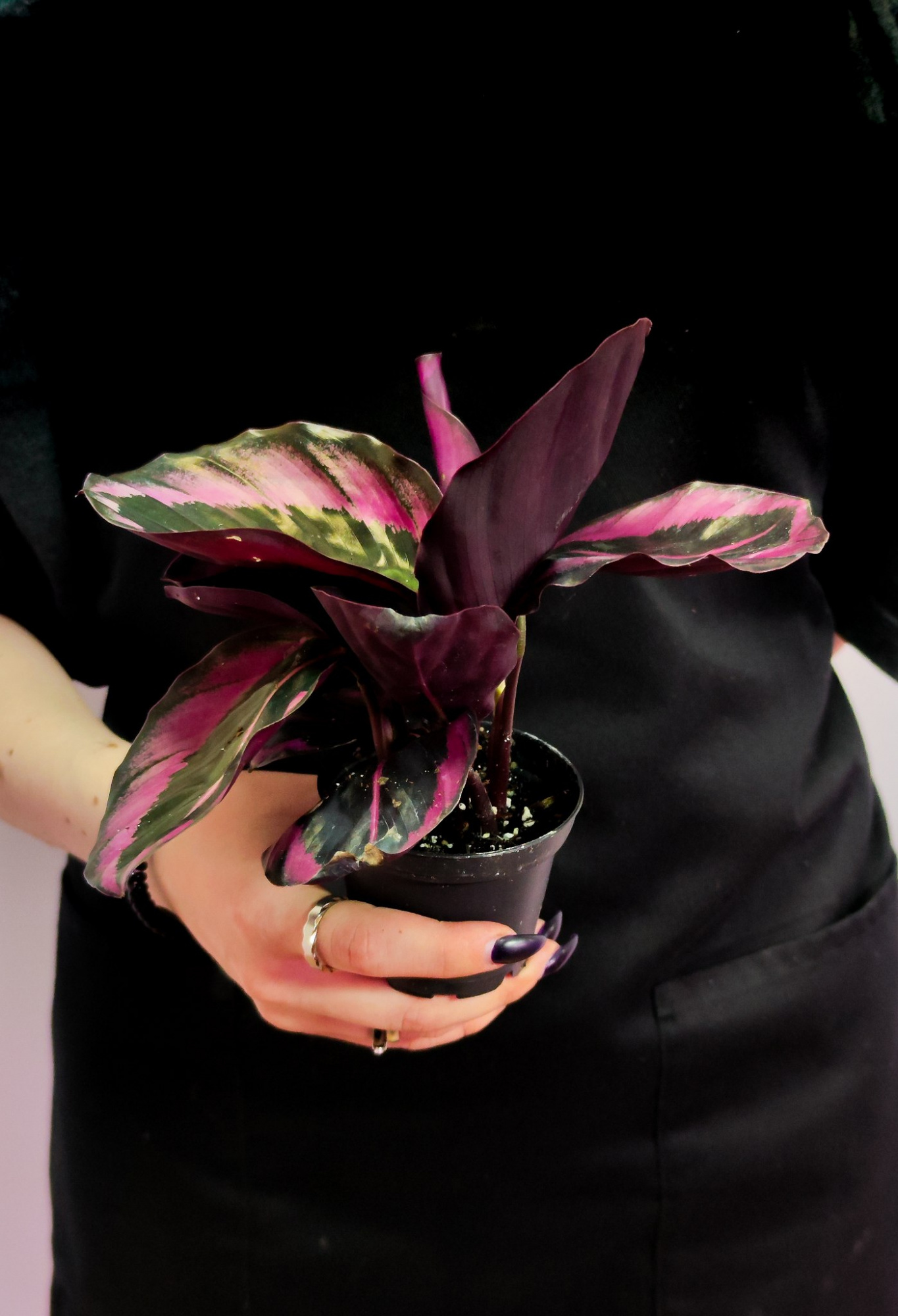 Калатея Розеопикта Джесси (Calathea Roseopicta Jessy) D6см
