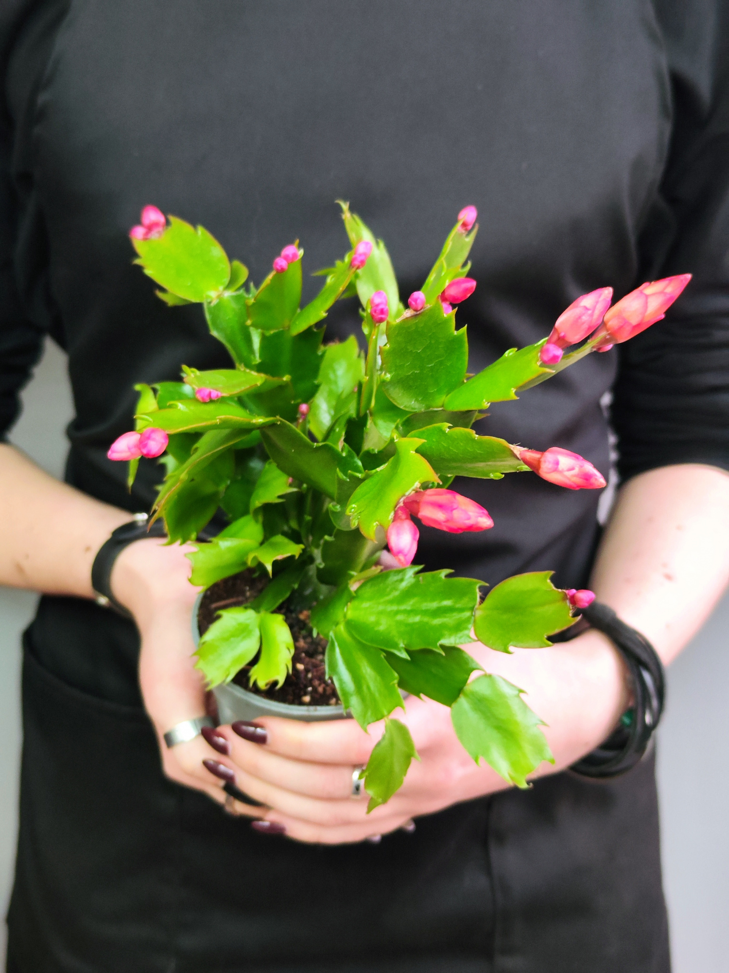 Декабрист Оранжевый, или Шлюмбергера (Schlumbergera Tendenza Orange) D9см