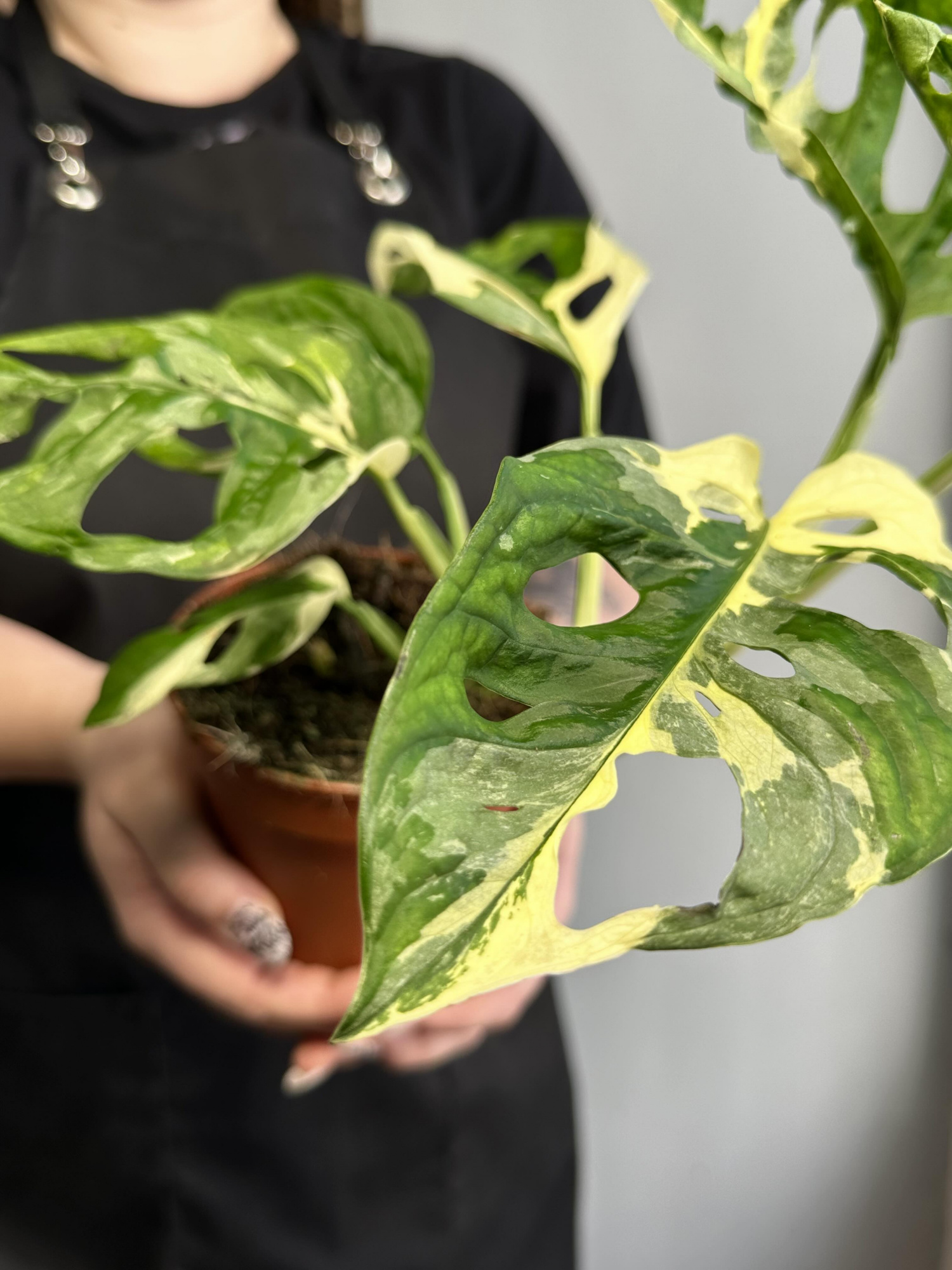 Монстера Адансона Вариегатная (Monstera Adansonii Variegata) D12см