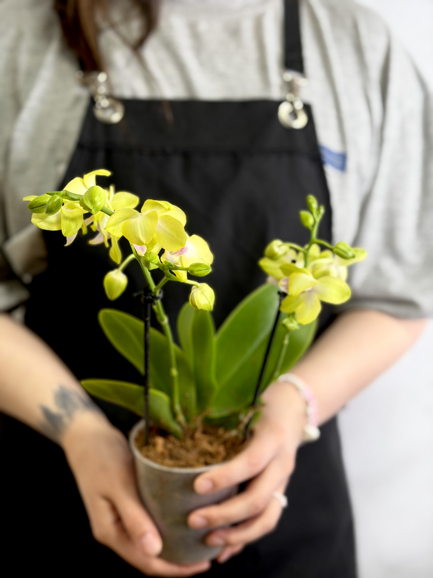 Фаленопсис Саншайн (Phalaenopsis Sunshine) D9см