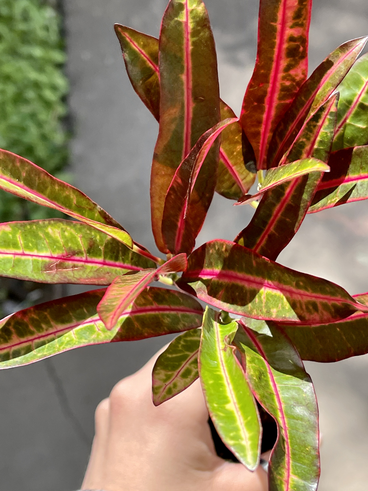 Кодиеум Экскуренс (Codiaeum Excurrens) D6см