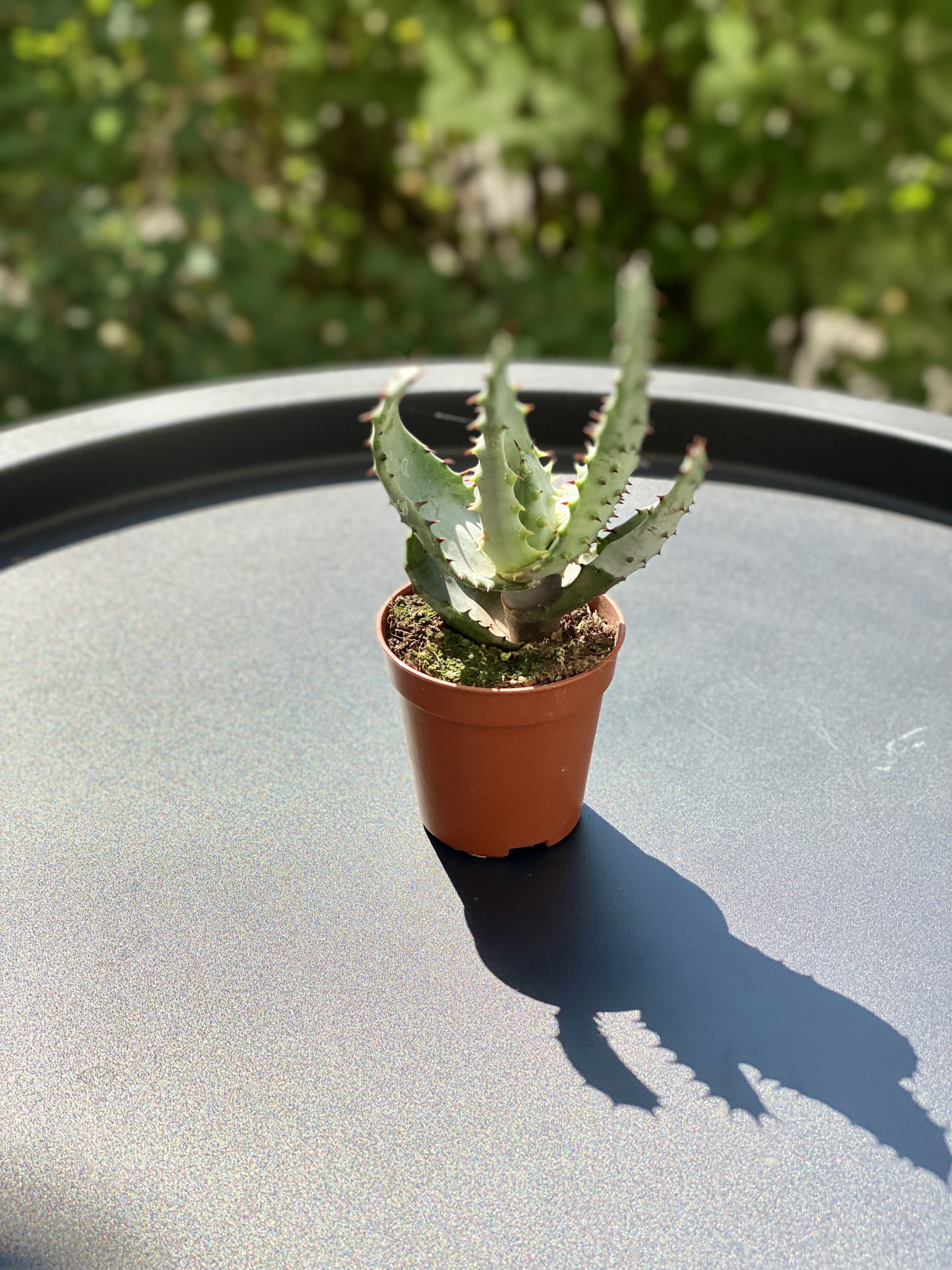 Алоэ коротколистное, или Алоэ Бревиофолия (Aloe Brevifolia) D5см
