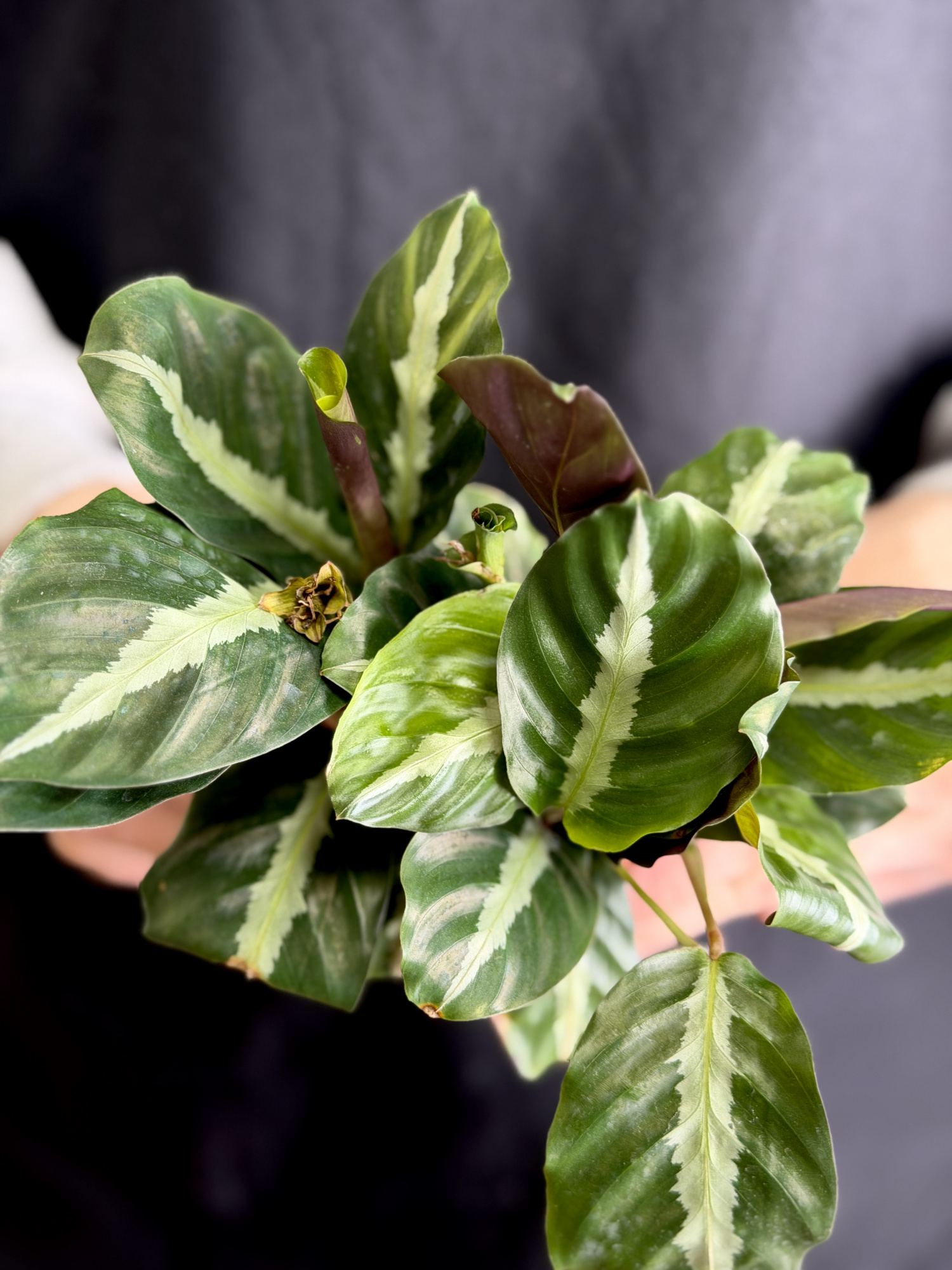 Калатея Ундулата (Calathea Undulata) D7см