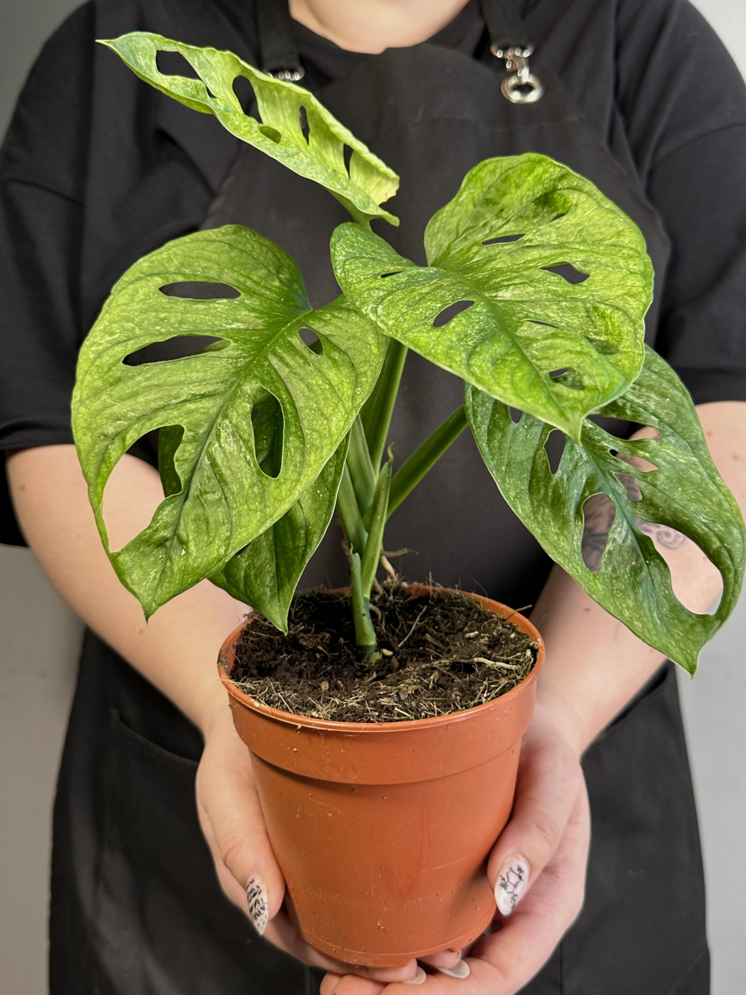 Монстера Адансона Вариегатная Минт (Monstera Adansonii Mint Variegated) D12см