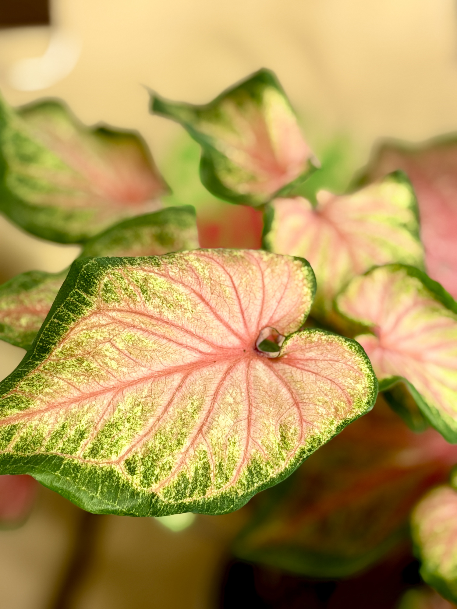 Каладиум Чинук (Caladium Chinook) D12см