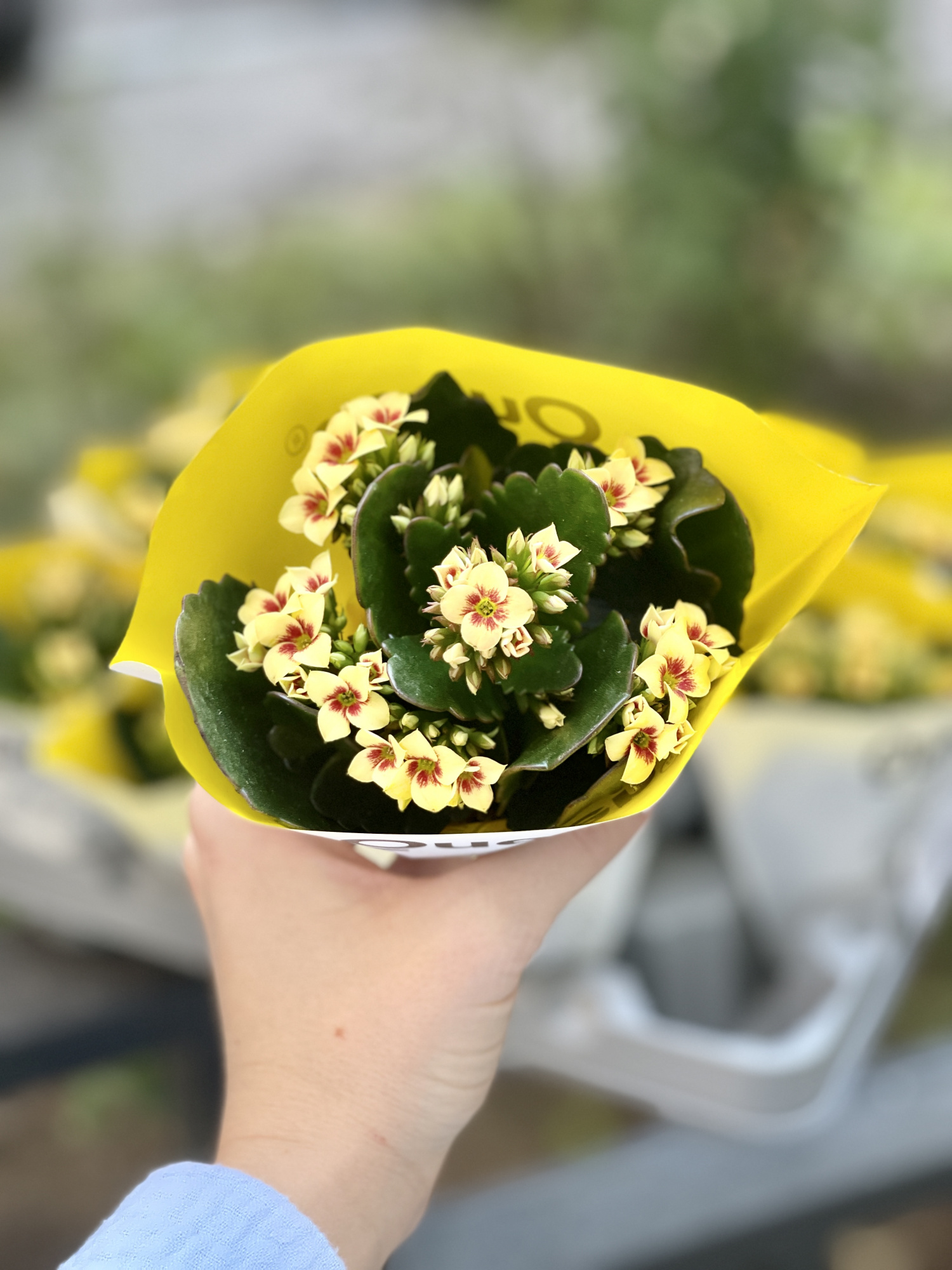 Каланхоэ Розалина Желтая Мэджик (Kalanchoe Rosalina Yellow Magic) D6см