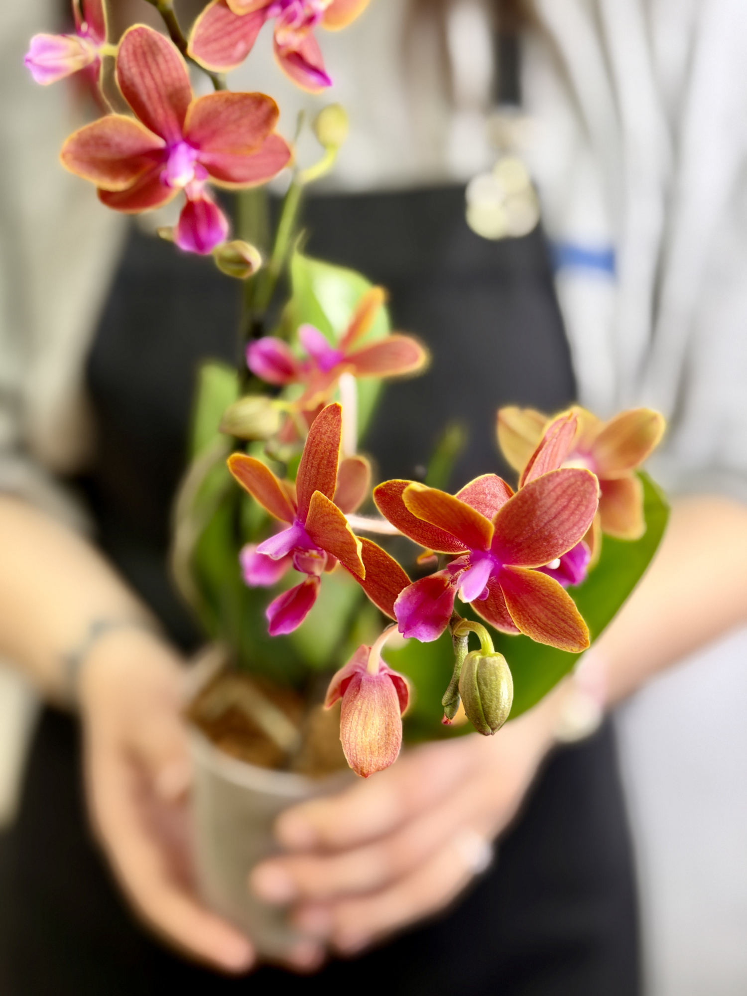 Фаленопсис Дасти Белл (Phalaenopsis Dusty Belle) D9см