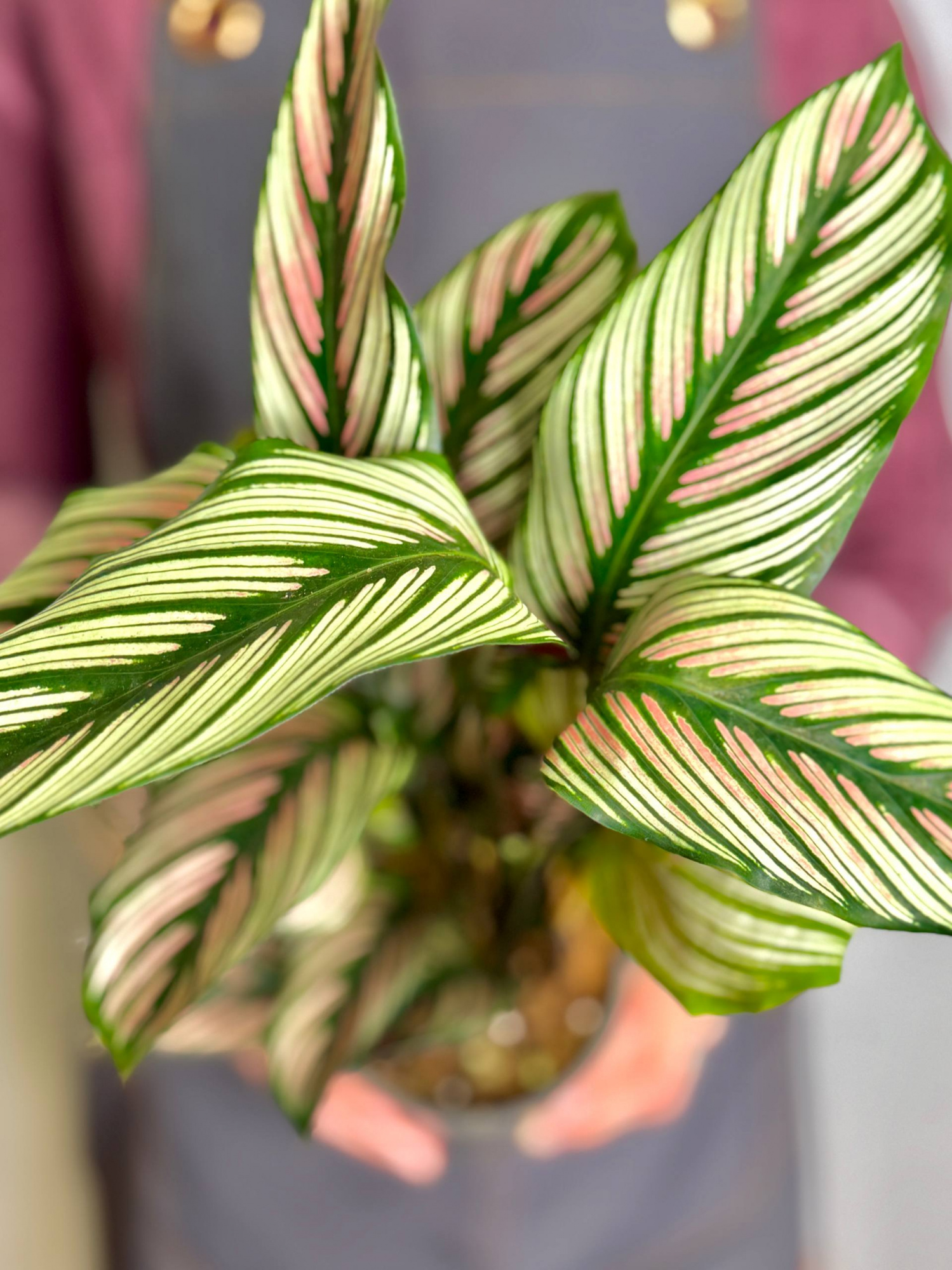 Калатея Витатта (Calathea Species Vittata) D12см
