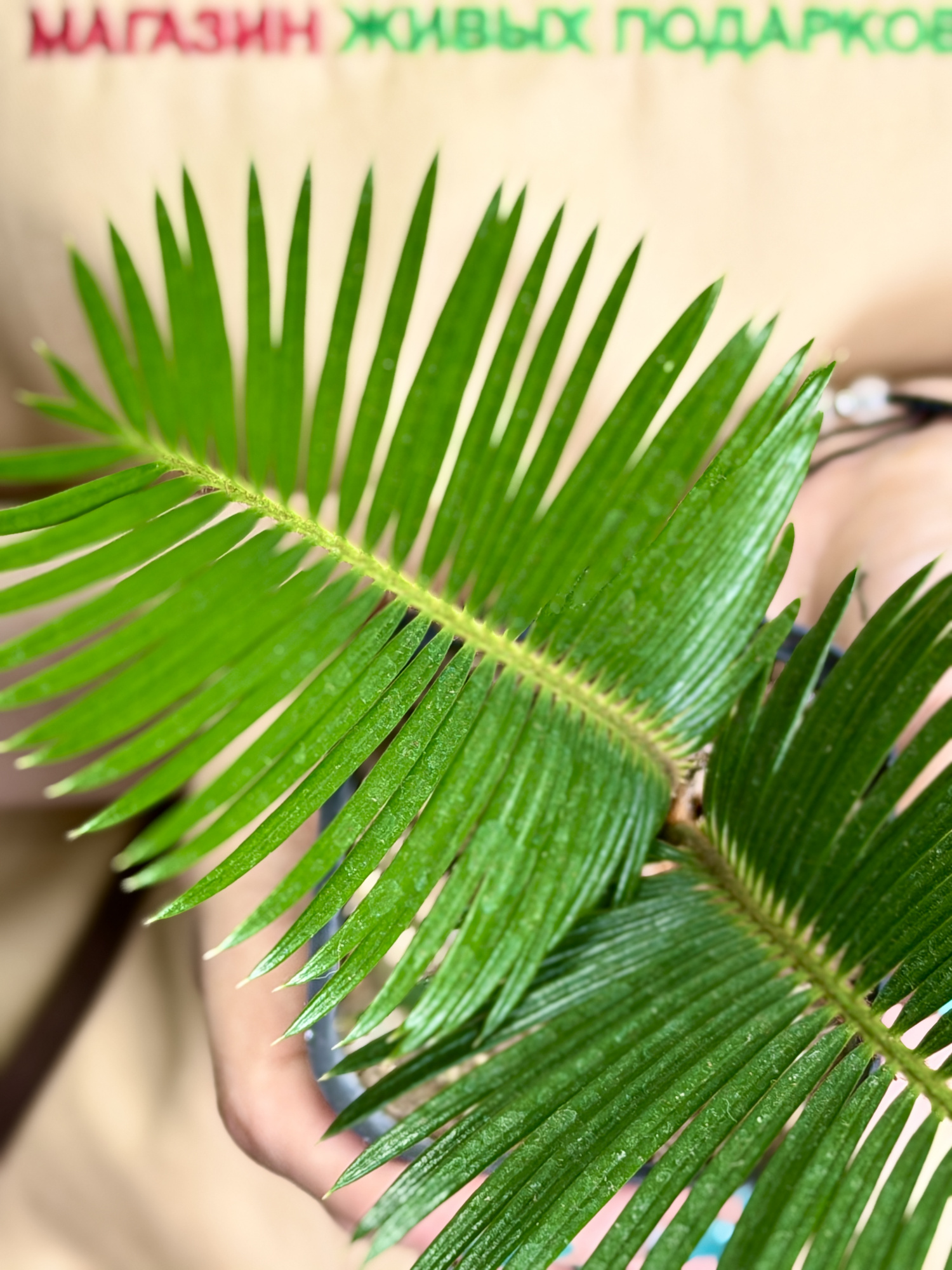 Цикас Революта, или Саговник Поникающий (Cycas Revoluta) D7см