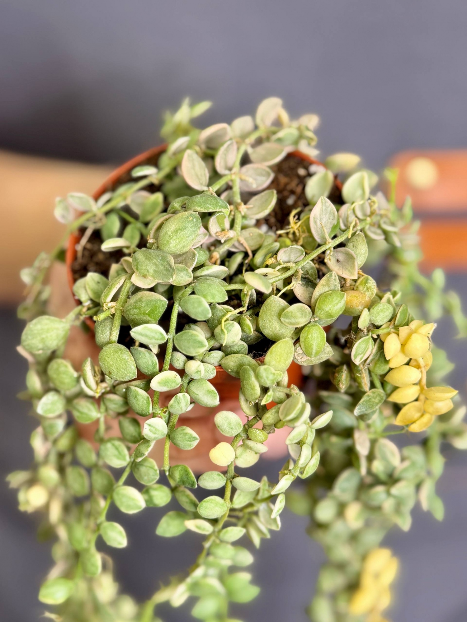 Дисхидия Нуммулария Вариегатная (Dischidia Nummularia Variegata) D8см