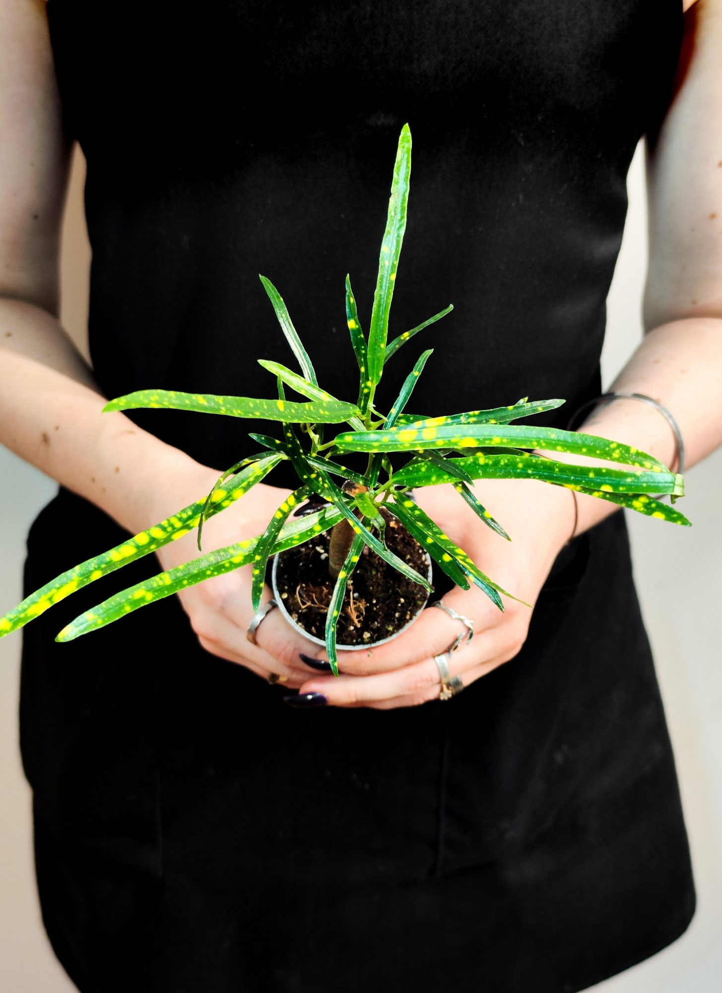 Кодиеум Пиктум (Codiaeum Pictum) D6см