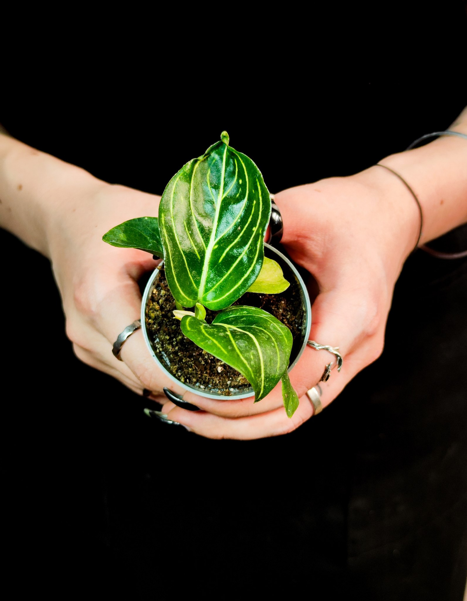 Аглаонема Томс Прайд (Aglaonema Toms Pride) D6см