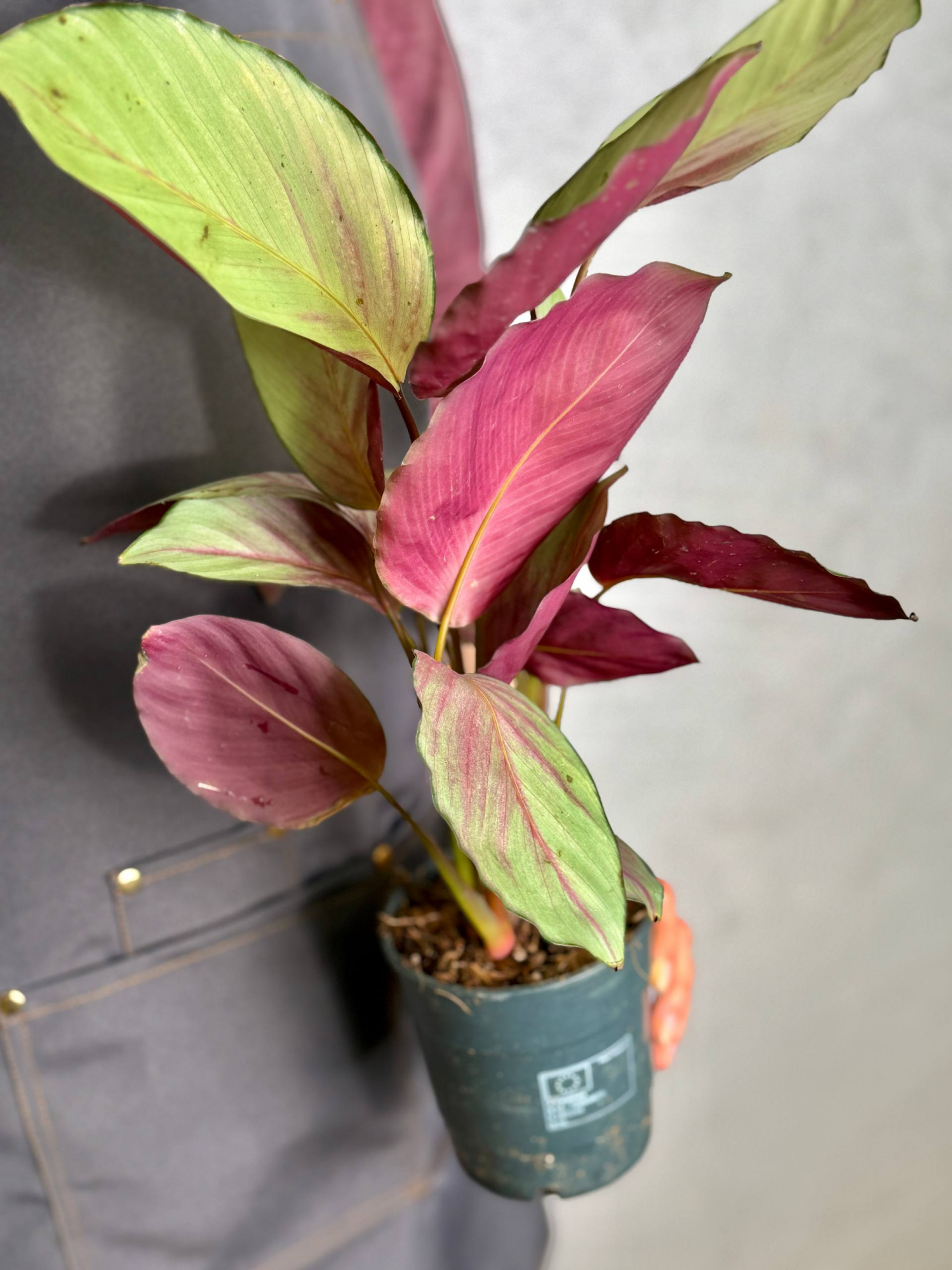 Калатея Сильвер Плейт (Calathea Silver Plate) D12см